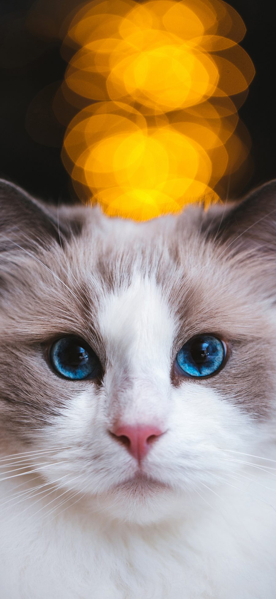 [2436×1125]宠物 猫咪 蓝瞳 喵星人（取自站酷网：克查） 苹果手机壁纸图片