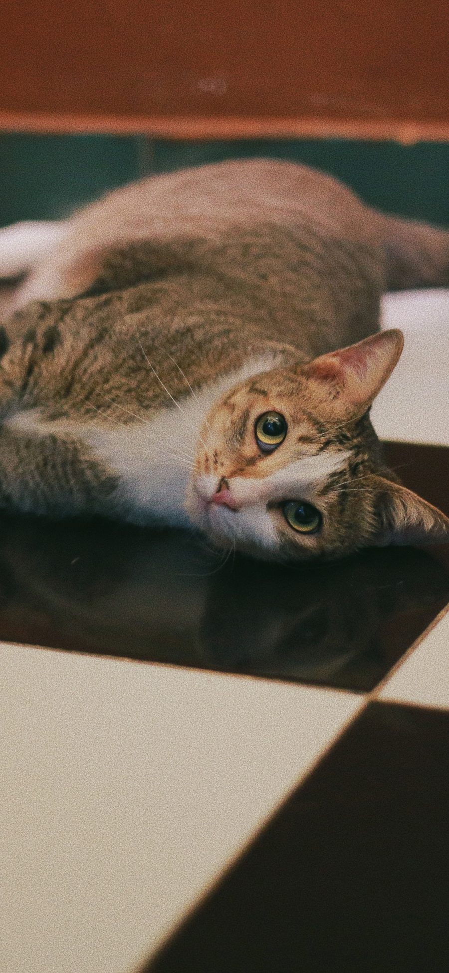 [2436×1125]宠物 猫咪 视线 瓷砖 苹果手机壁纸图片