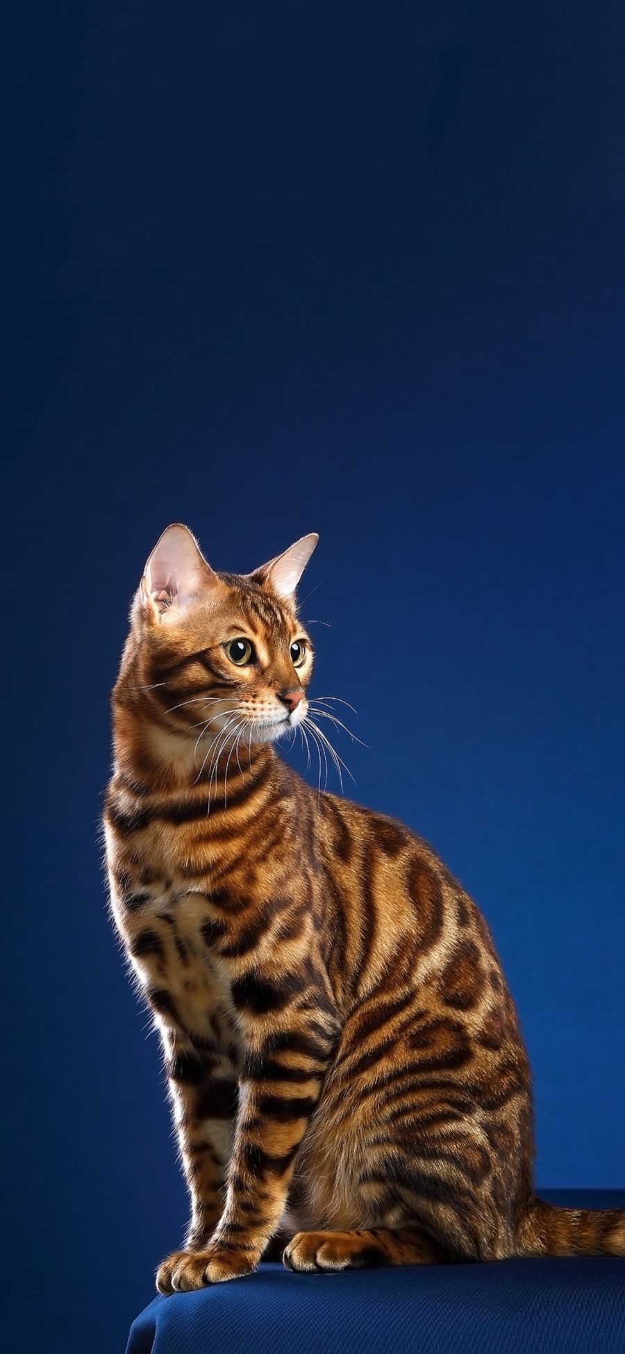 [2436×1125]宠物 猫咪 豹纹 喵星人 苹果手机壁纸图片