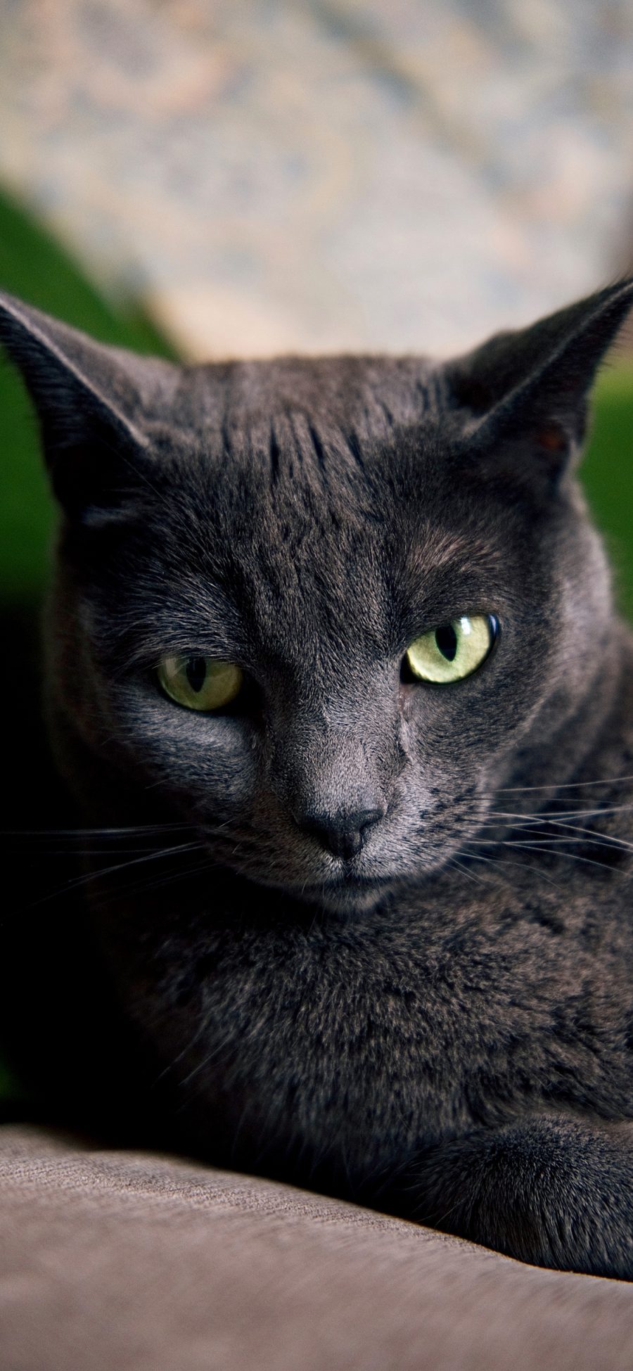 [2436×1125]宠物 猫咪 黑猫  眼神 苹果手机壁纸图片