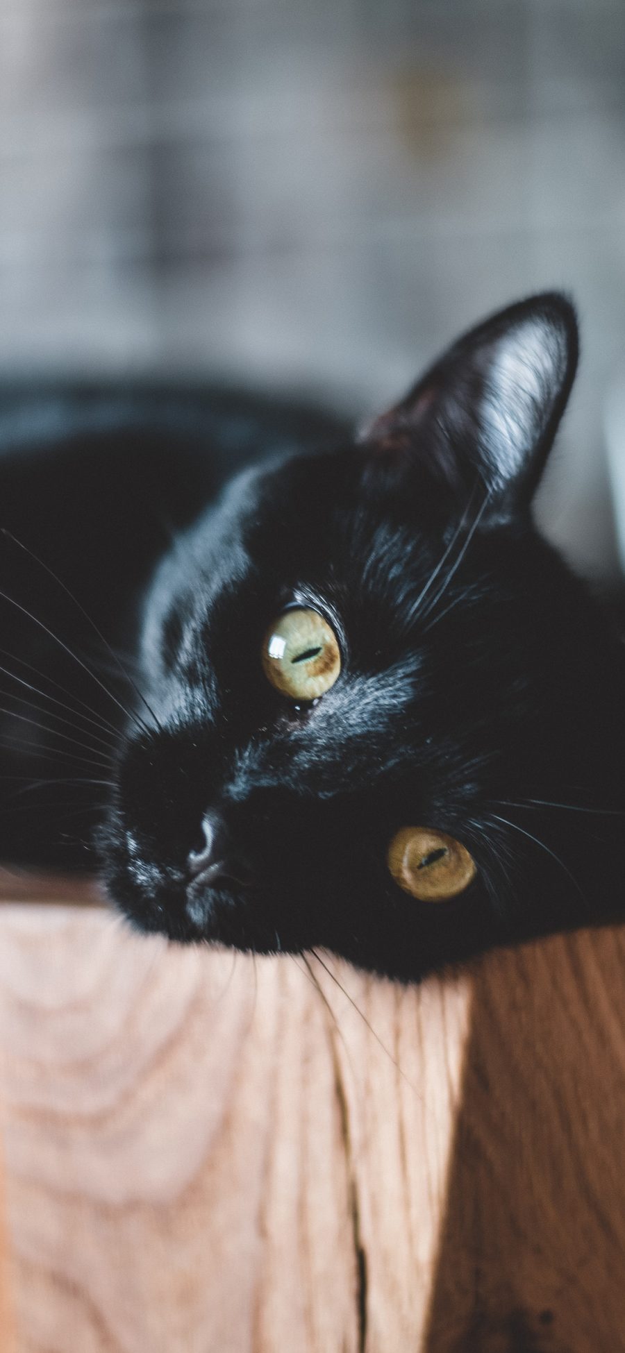[2436×1125]宠物 猫咪 黑猫 喵星人 苹果手机壁纸图片