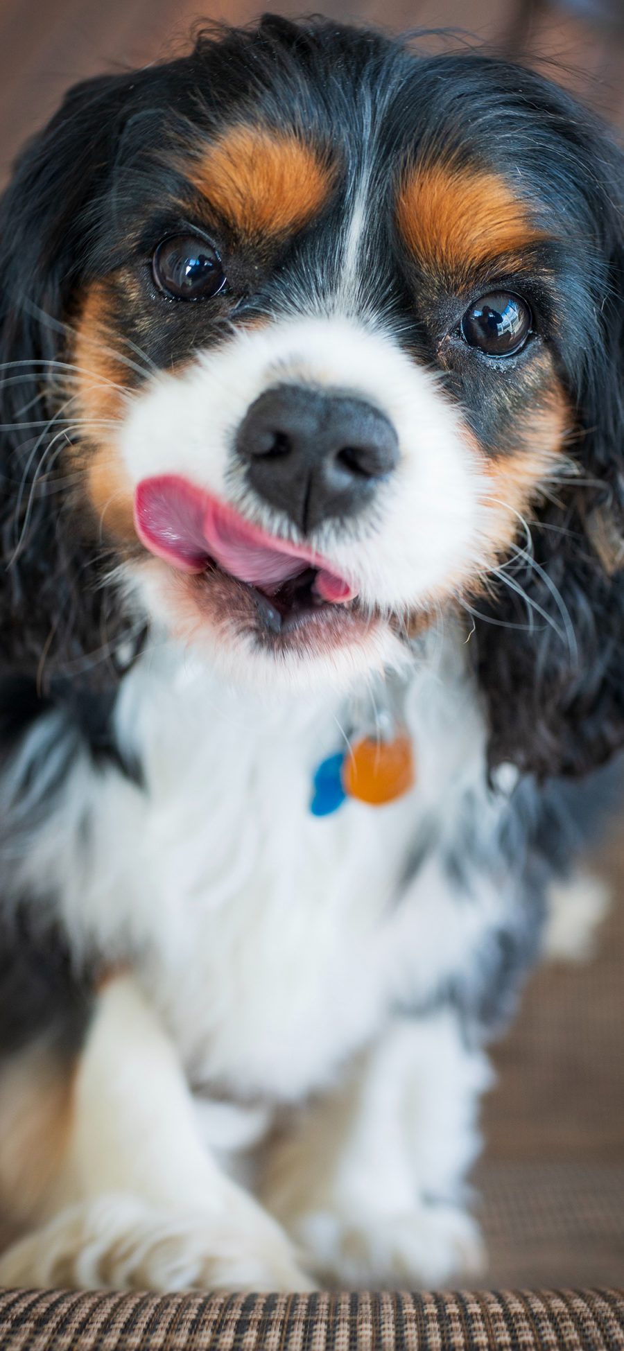 [2436×1125]宠物 玩具犬 查理士王小猎犬 幼犬 苹果手机壁纸图片