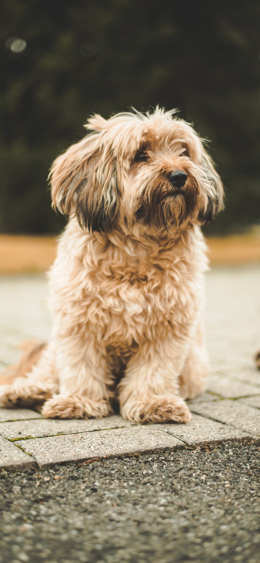 [2436×1125]宠物 皮毛 小狗 犬类 苹果手机壁纸图片