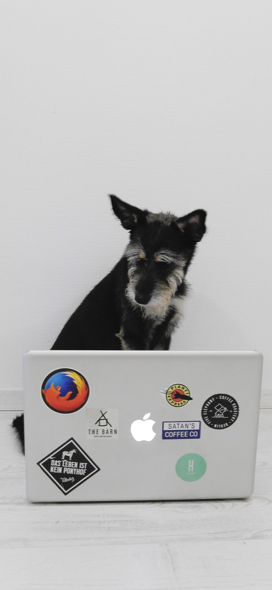 [2436×1125]宠物 笔记本 犬类 雪纳瑞 苹果手机壁纸图片