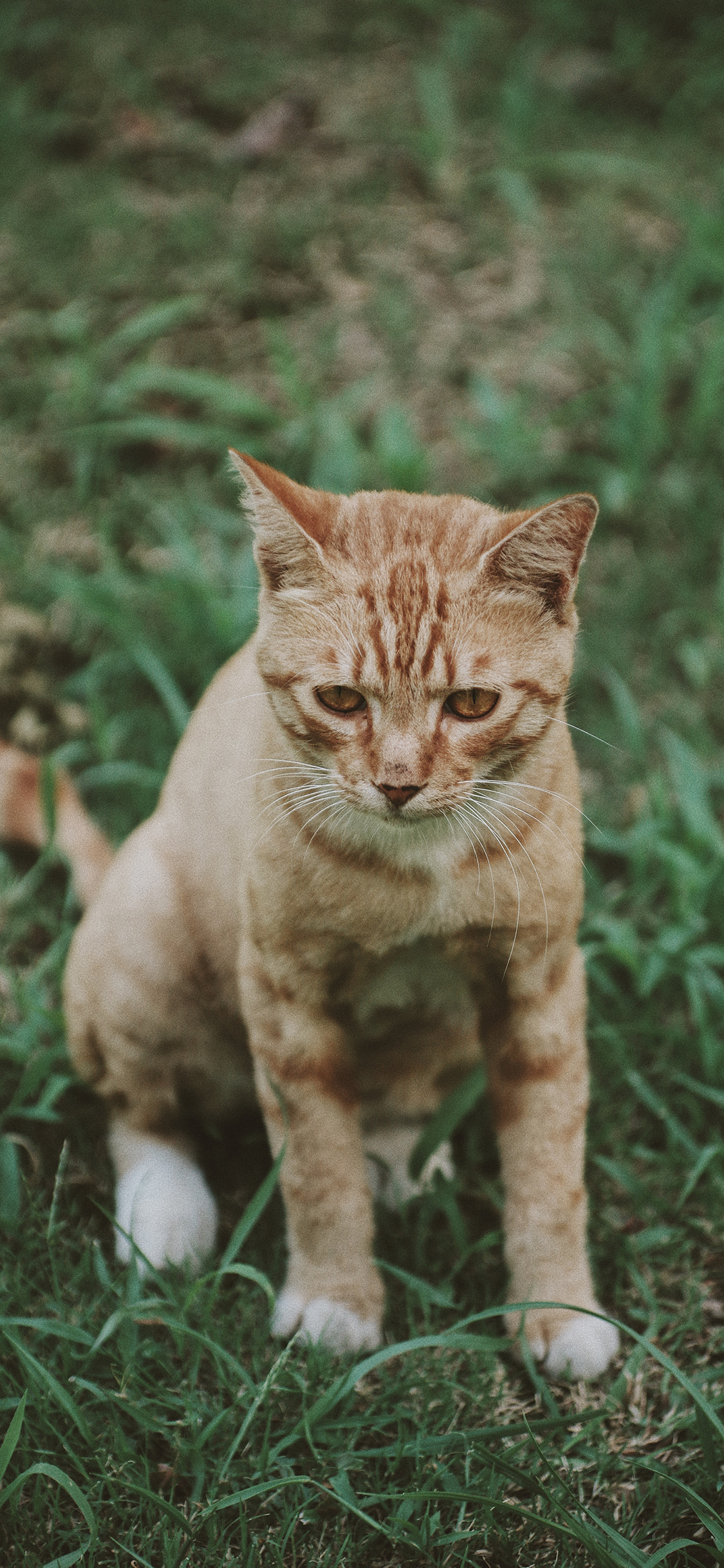 [2436×1125]宠物 草地 橘猫 可爱 猫咪 苹果手机壁纸图片