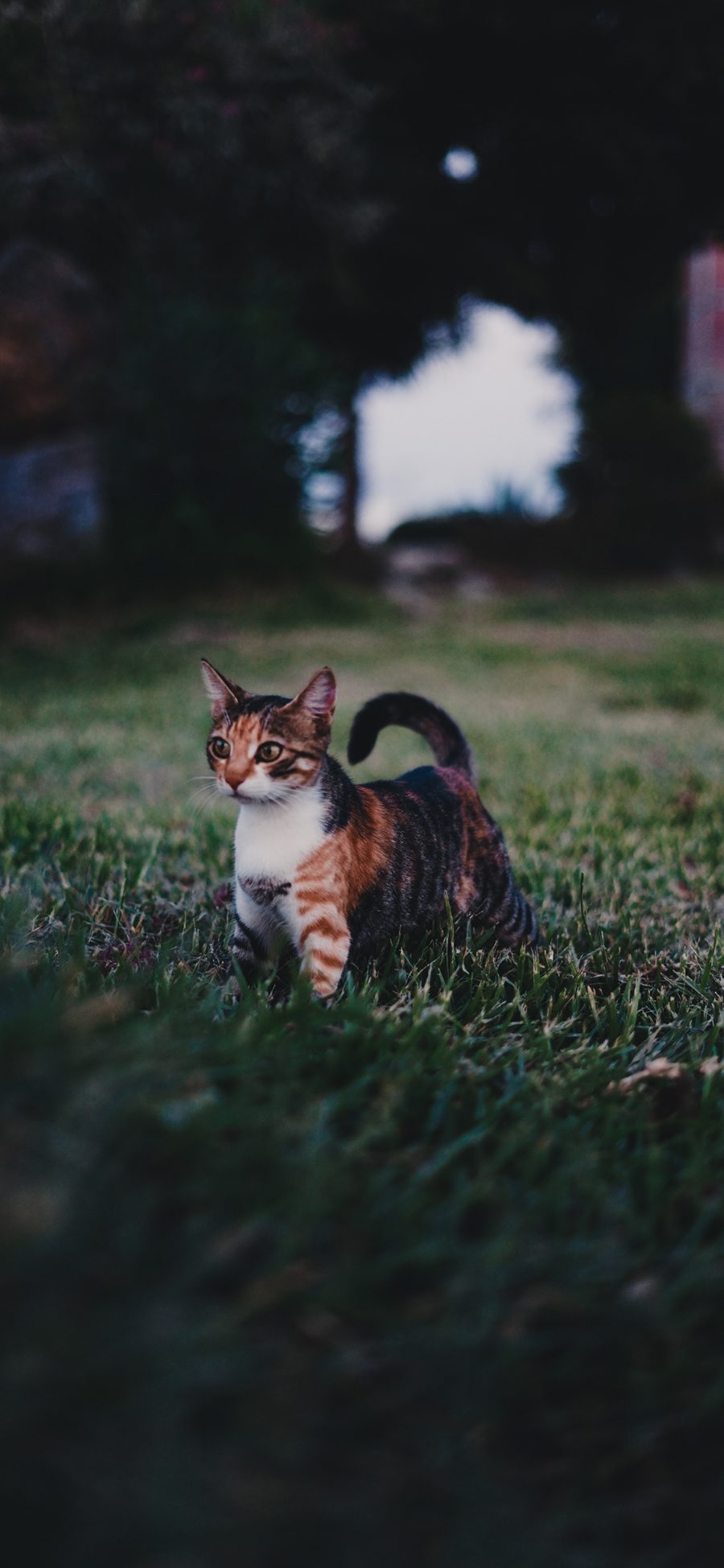 [2436×1125]宠物 草地 猫咪 花猫 苹果手机壁纸图片