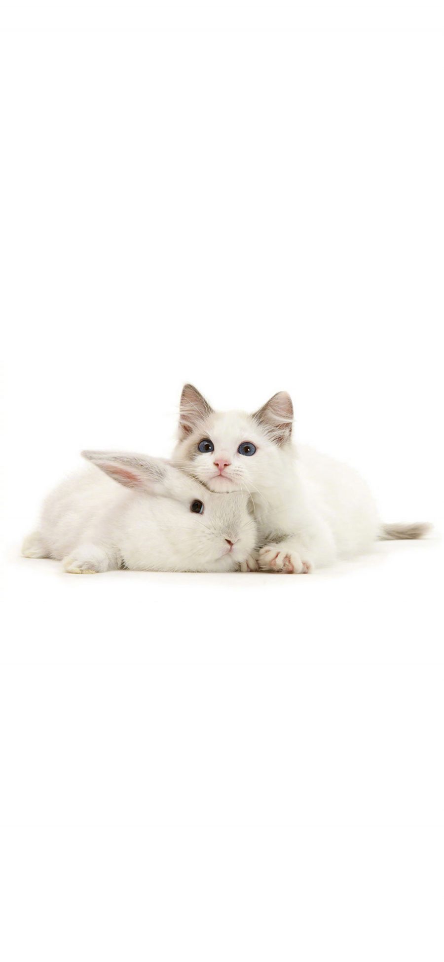 [2436×1125]宠物 萌 小白兔 猫咪 可爱 白色 苹果手机壁纸图片