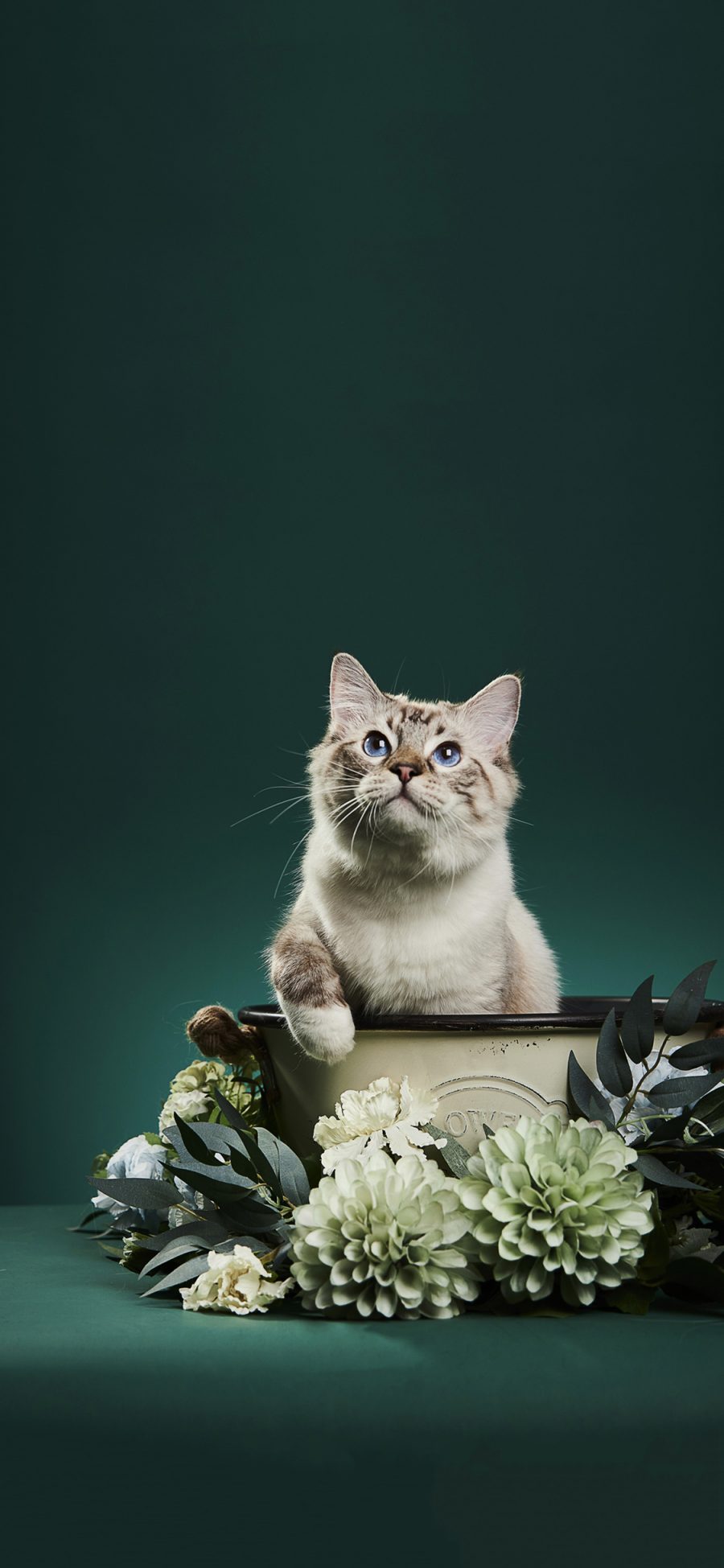 [2436×1125]宠物 萌宠 猫咪 鲜花 写真 苹果手机壁纸图片