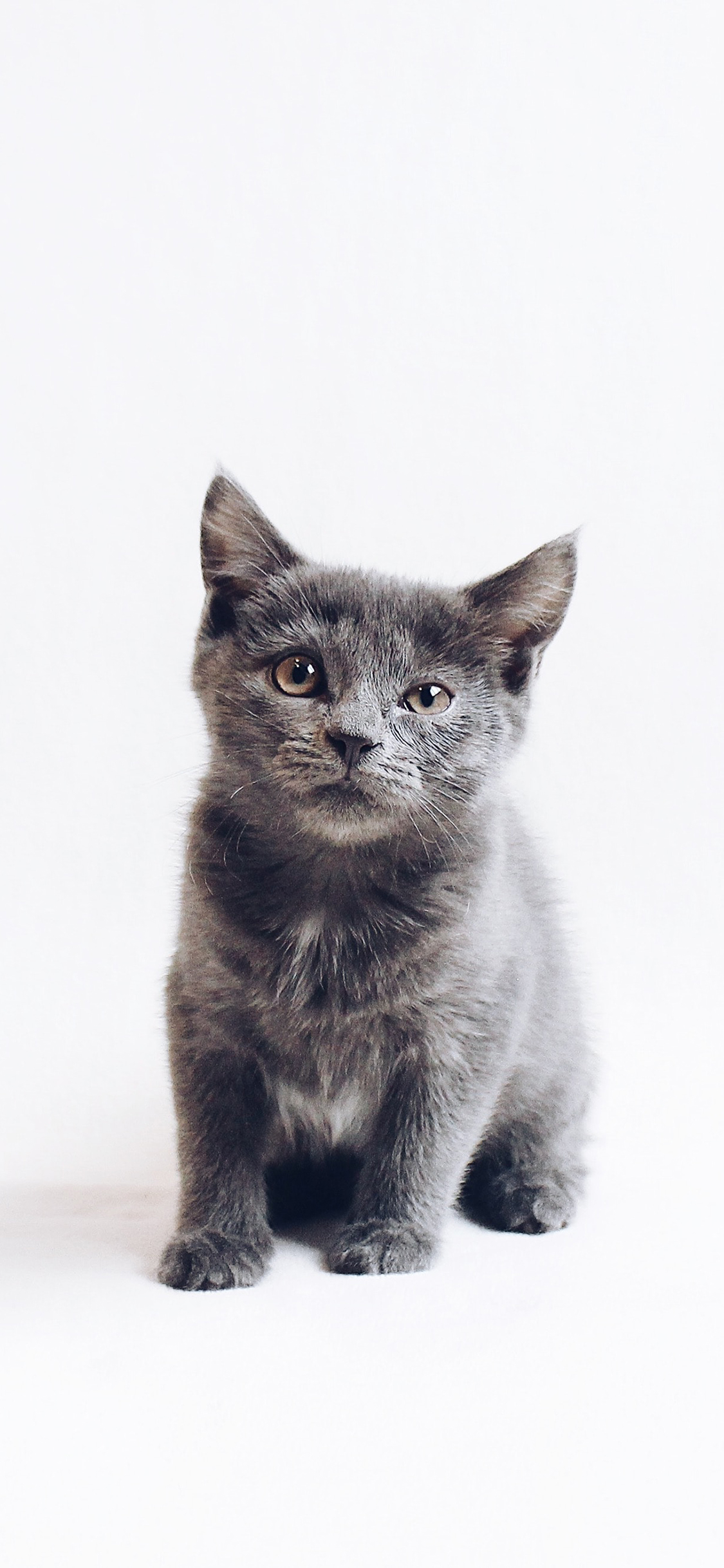 [2436×1125]宠物 蓝猫 猫咪 幼崽 苹果手机壁纸图片
