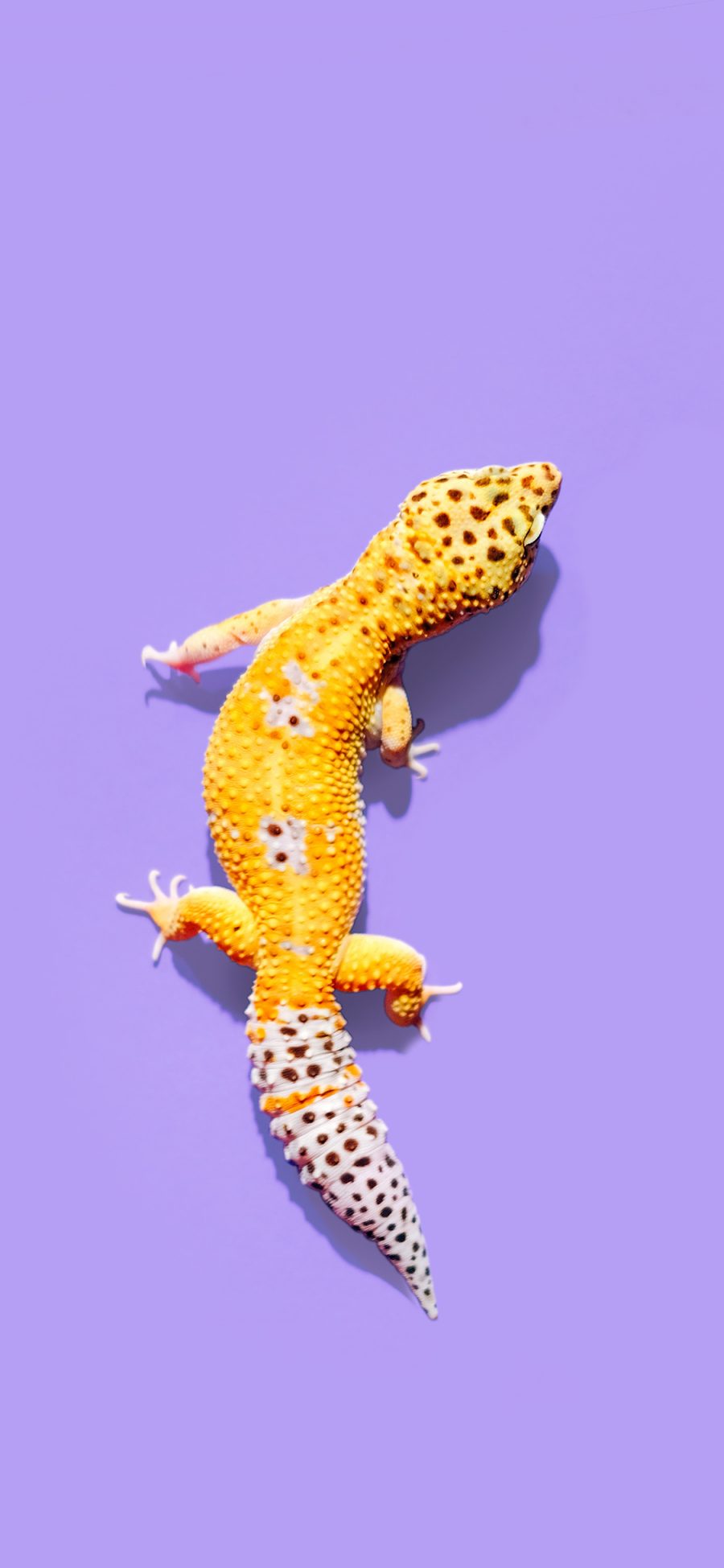 [2436×1125]宠物 蜥蜴 色彩 鲜艳 苹果手机壁纸图片