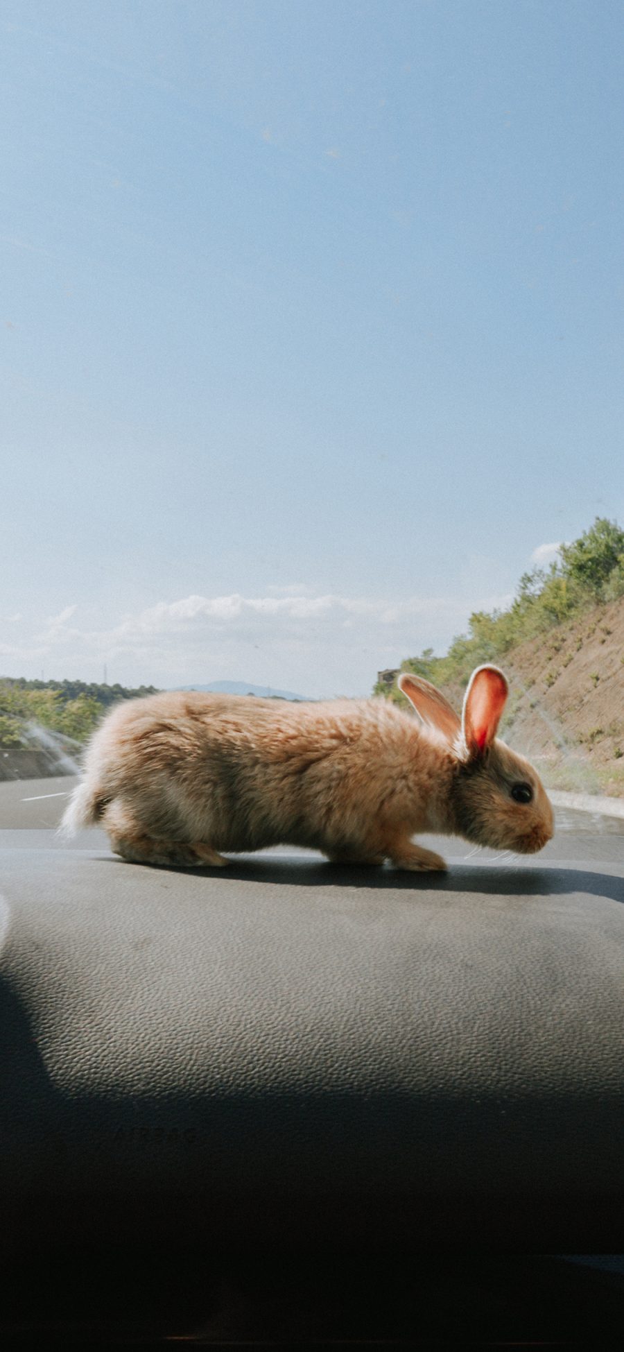 [2436×1125]宠物 车内 车厢 兔子 牲畜 苹果手机壁纸图片