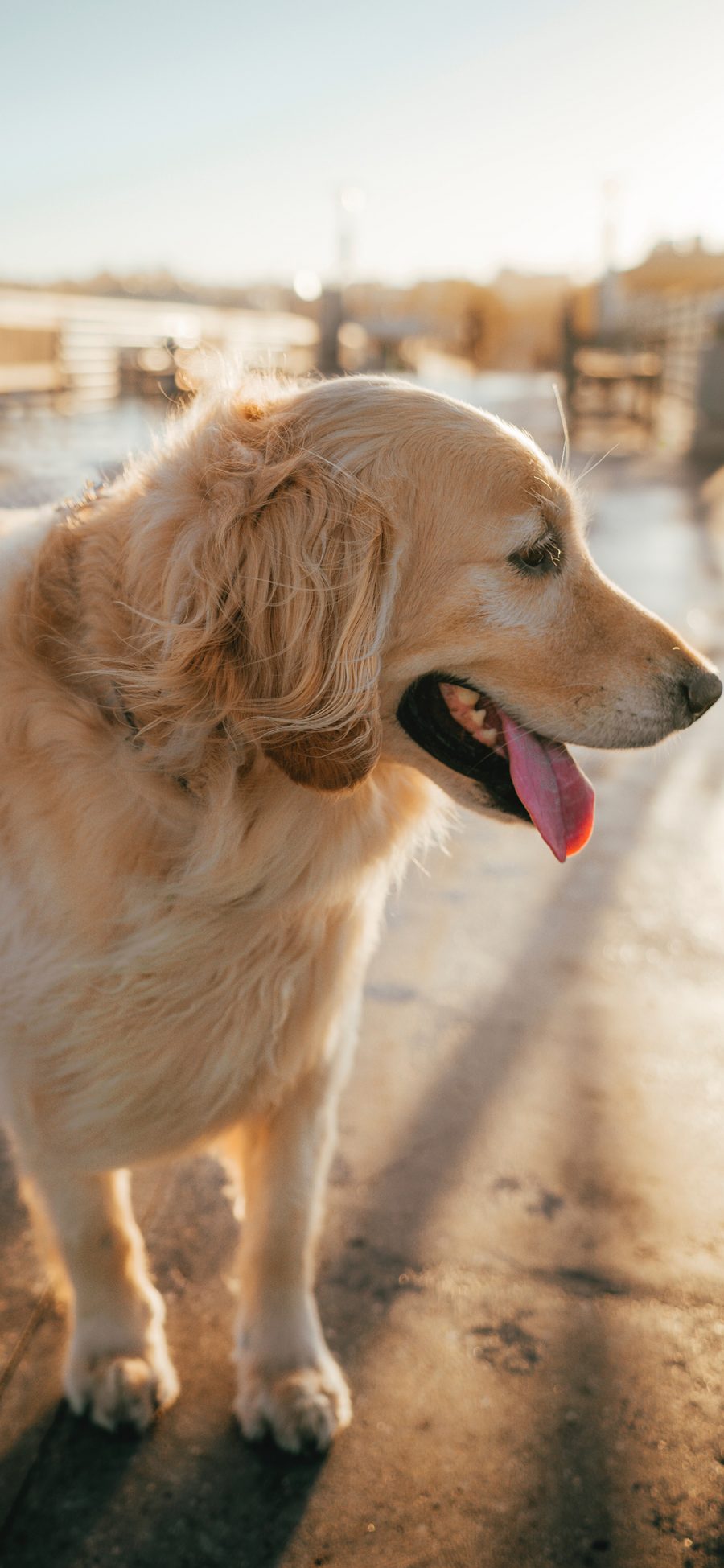 [2436×1125]宠物 金毛 乖巧 犬类 苹果手机壁纸图片