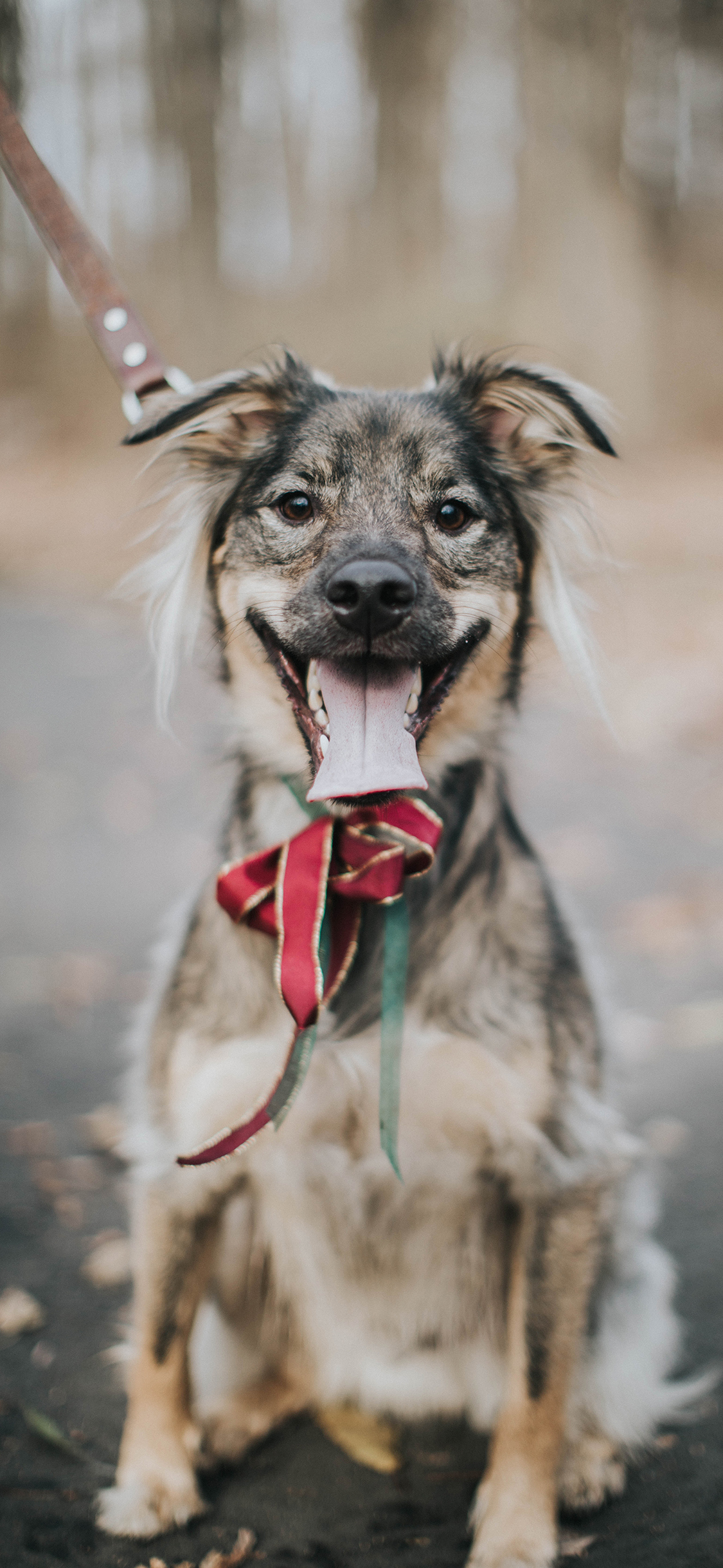 [2436×1125]宠物 项圈 牧羊犬 花色 苹果手机壁纸图片