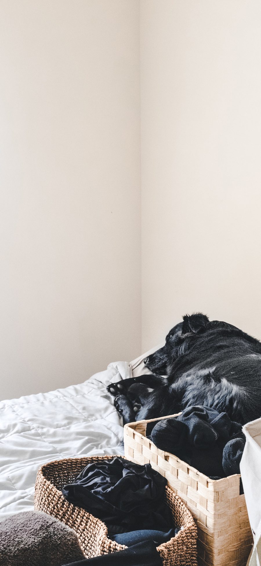 [2436×1125]宠物 黑狗 家居 简洁 苹果手机壁纸图片