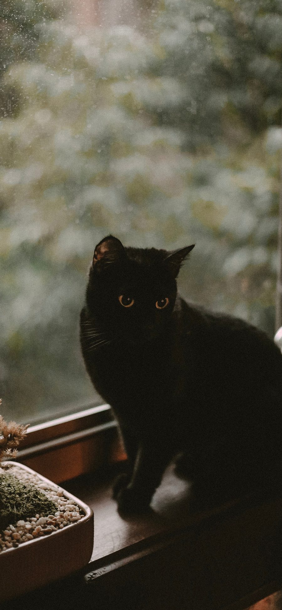 [2436×1125]宠物 黑猫 窗台 盆栽 苹果手机壁纸图片