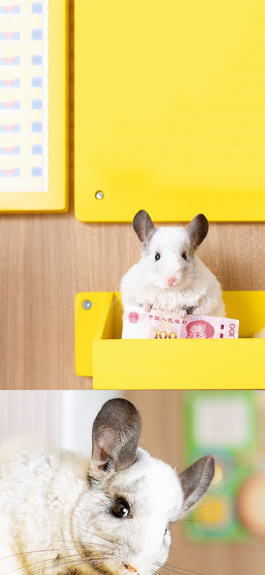 [2436×1125]宠物 鼠科 龙猫 白色 摄影师刘师岐 苹果手机壁纸图片