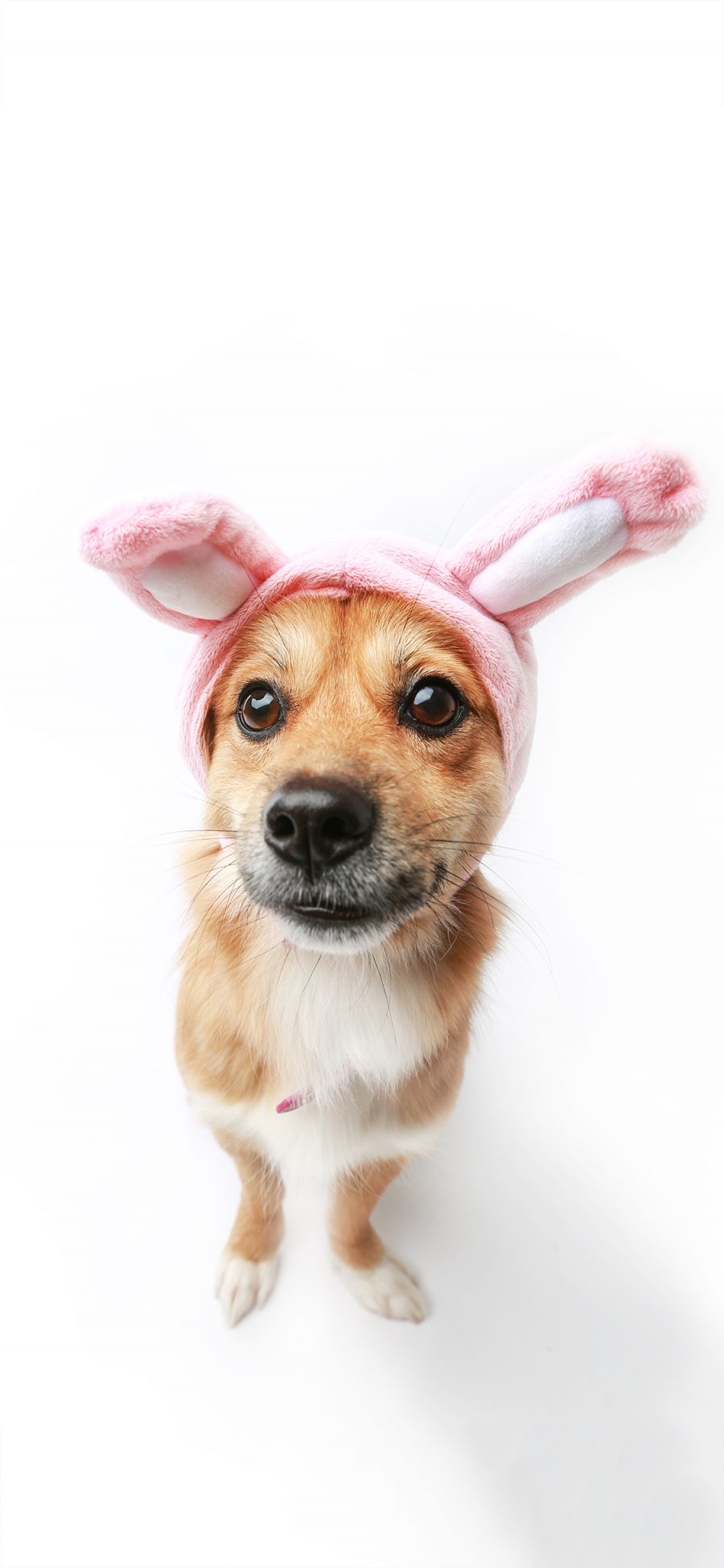 [2436×1125]宠物狗 兔耳朵 写真 呆萌 苹果手机壁纸图片