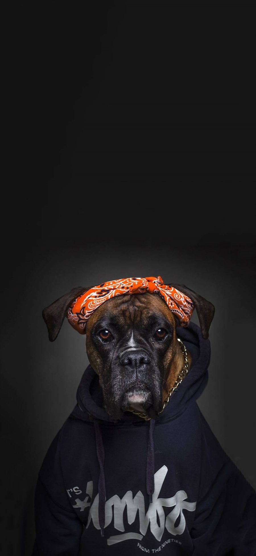 [2436×1125]宠物狗 写真 卫衣 头巾 滑稽 苹果手机壁纸图片