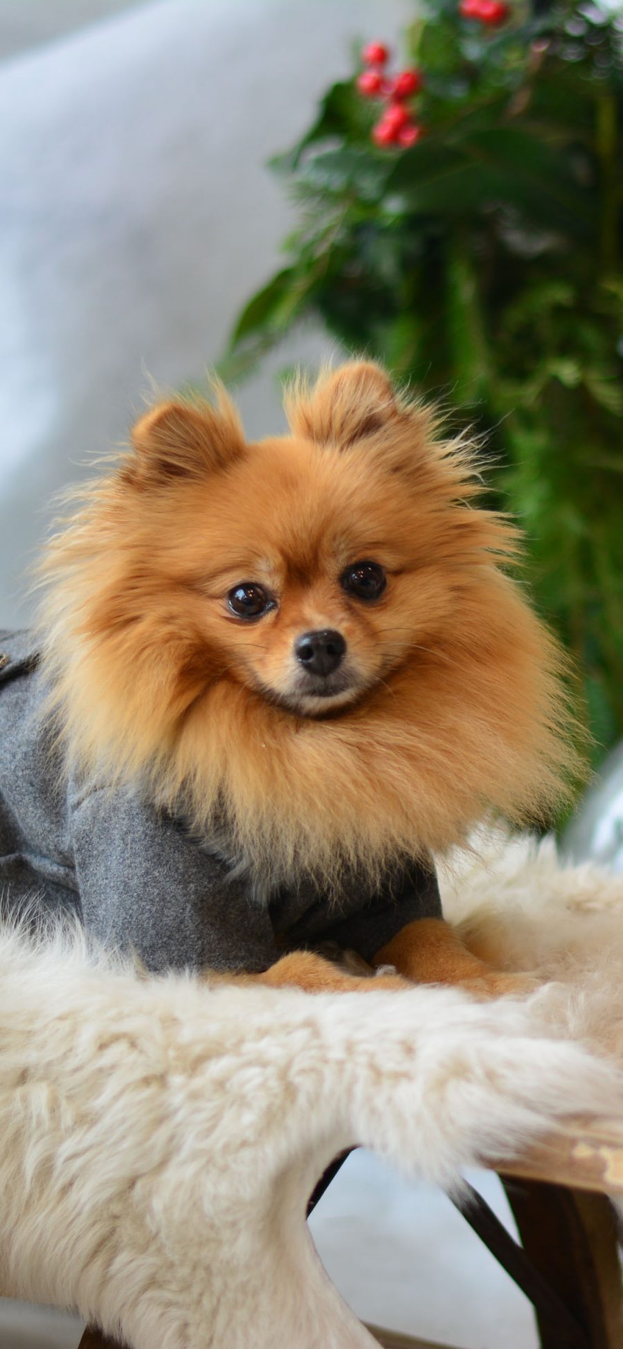 [2436×1125]宠物狗 博美犬 写真 汪星人 苹果手机壁纸图片