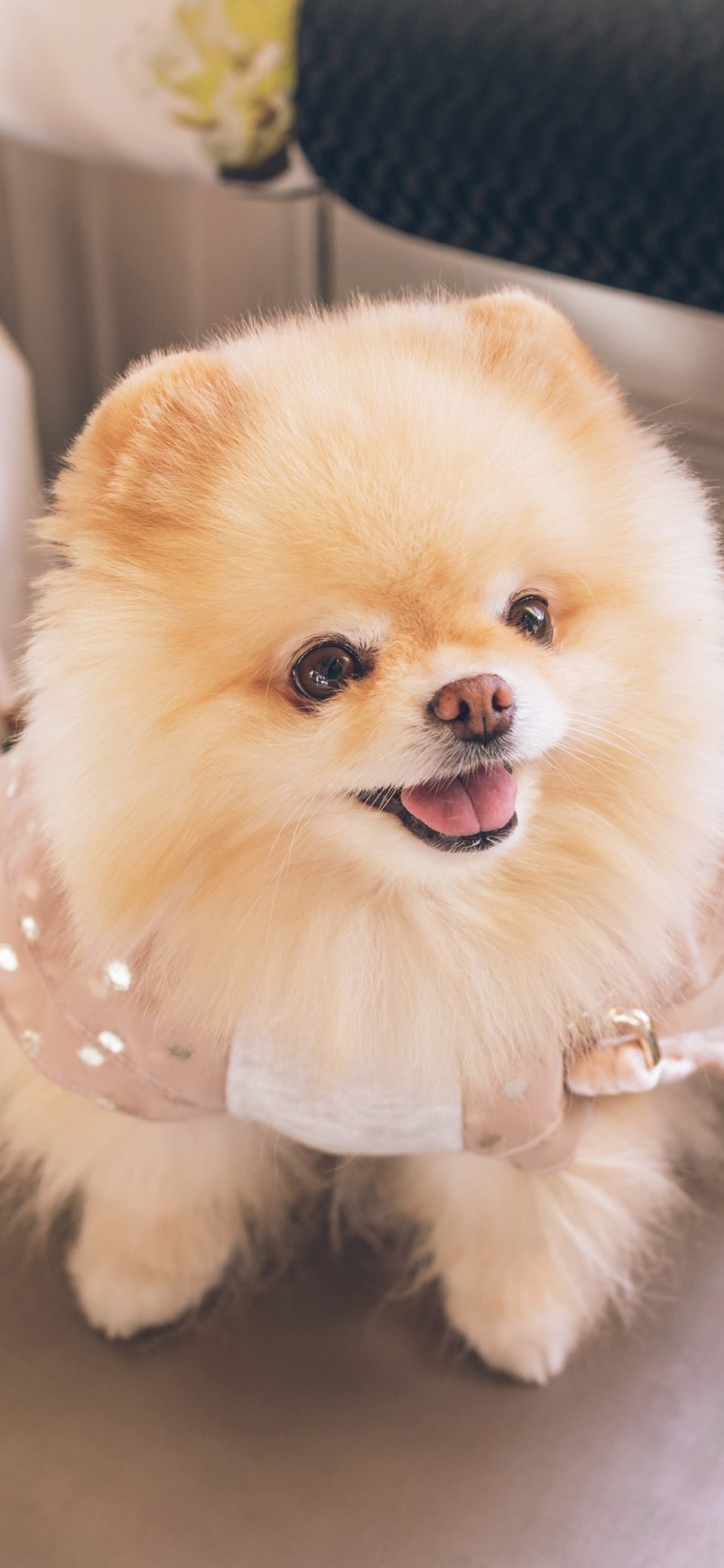 [2436×1125]宠物狗 博美犬 可爱 汪星人 苹果手机壁纸图片