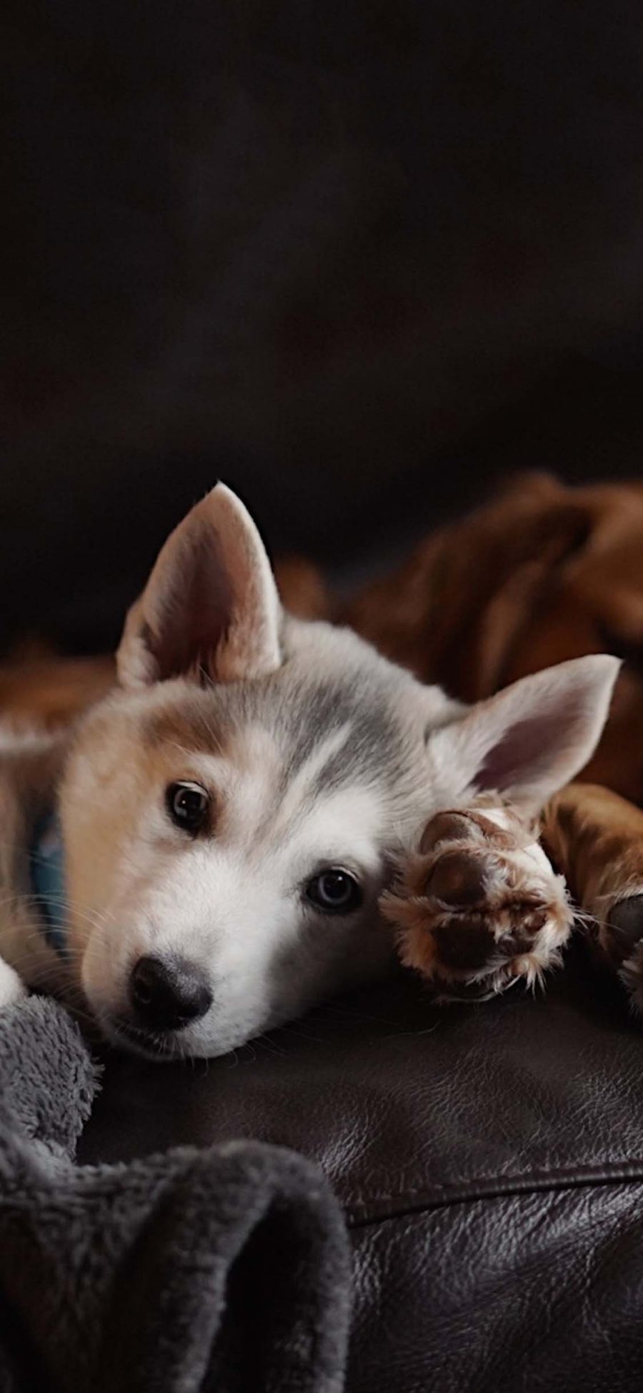 [2436×1125]宠物狗 哈士奇 幼犬 可爱 苹果手机壁纸图片