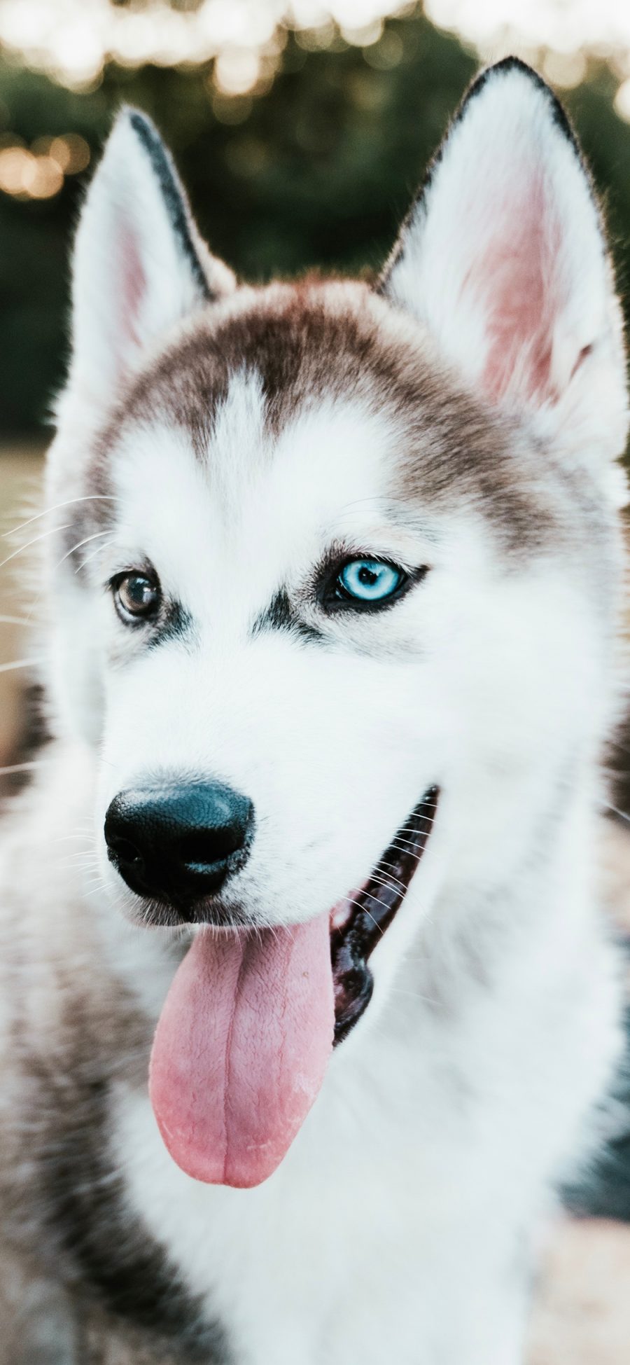 [2436×1125]宠物狗 哈士奇 萌犬 汪星人 苹果手机壁纸图片