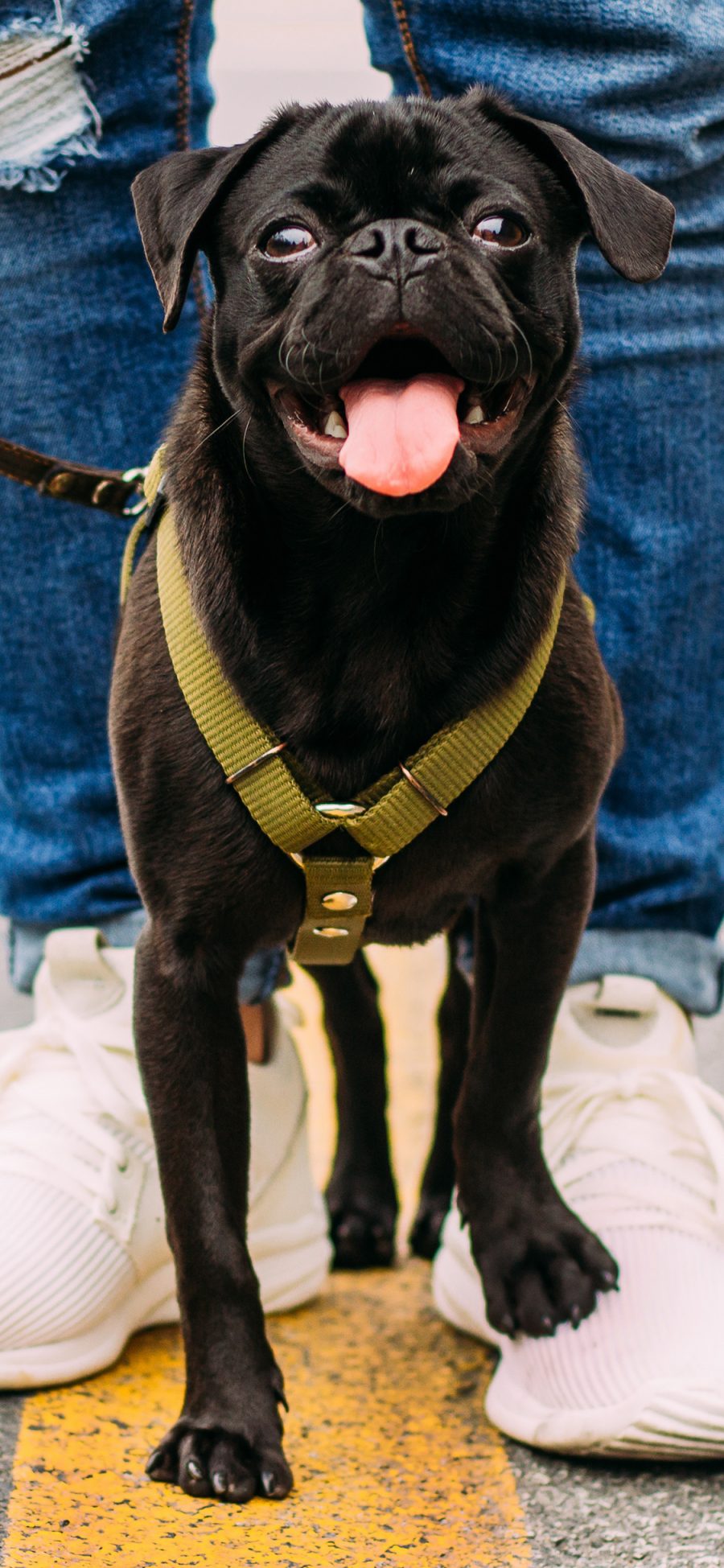 [2436×1125]宠物狗 巴哥犬 丑萌 黑色 苹果手机壁纸图片