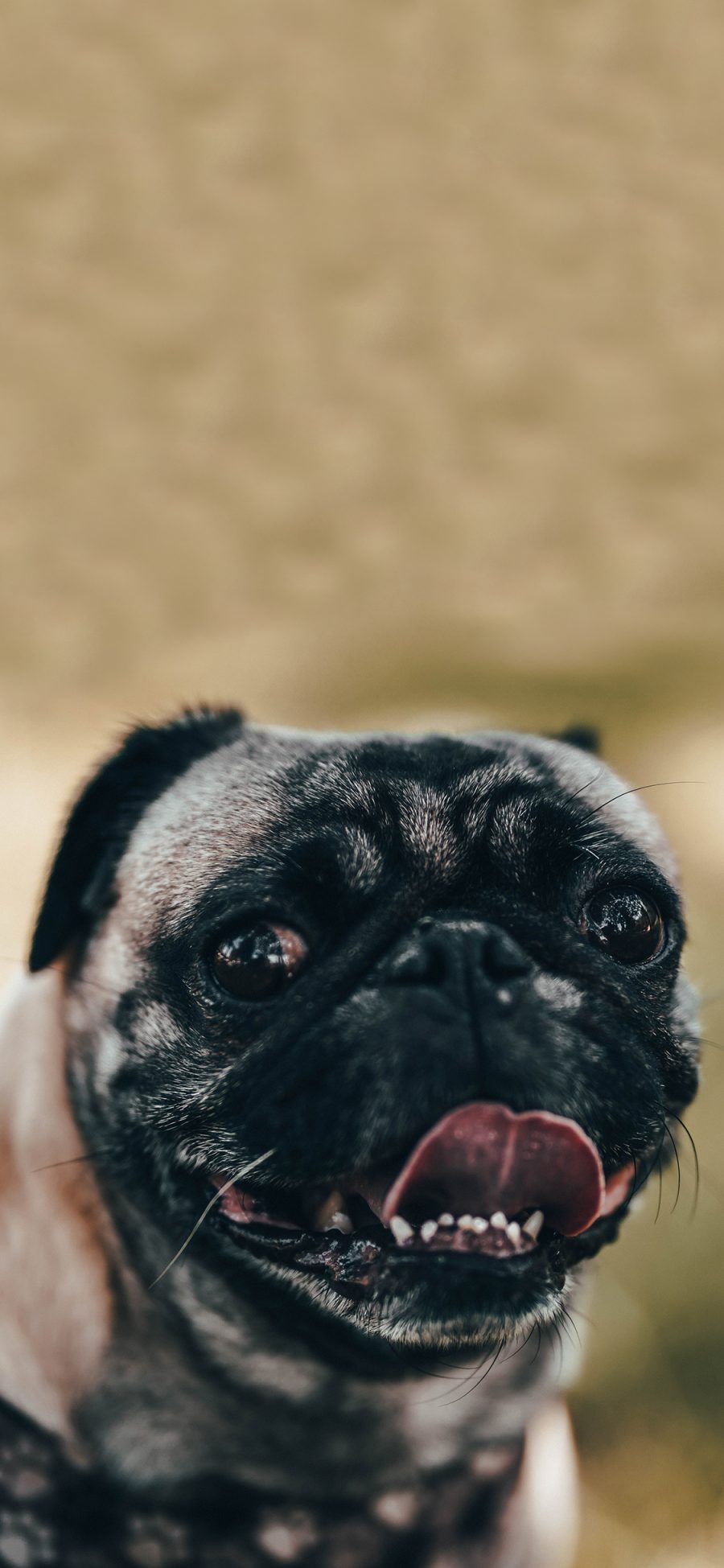 [2436×1125]宠物狗 巴哥犬 大眼睛 丑萌 苹果手机壁纸图片