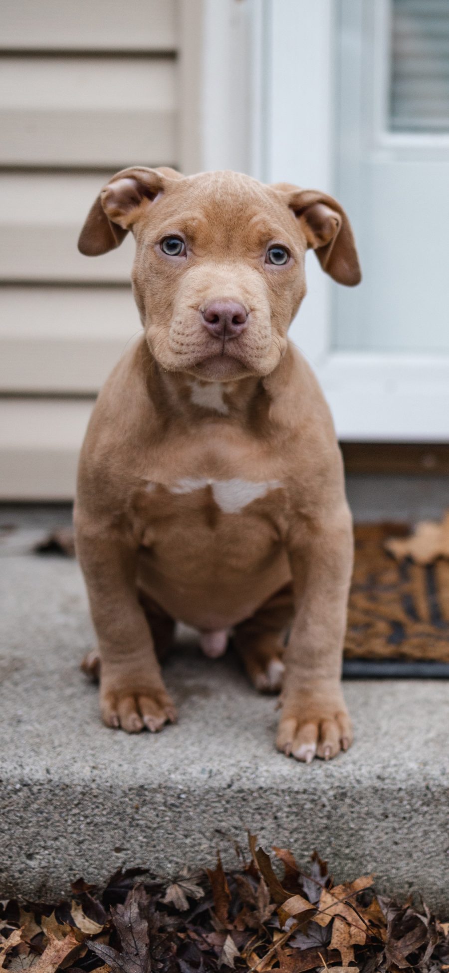 [2436×1125]宠物狗 幼崽 比特犬 呆萌 苹果手机壁纸图片