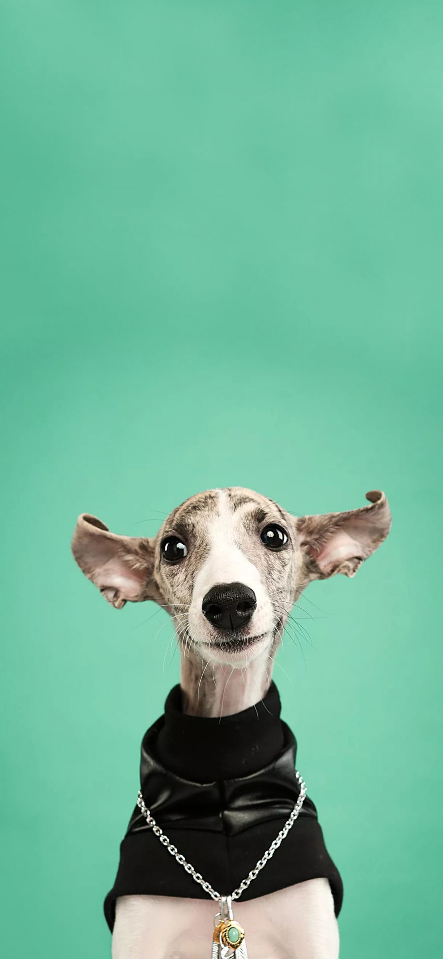 [2436×1125]宠物狗 惠比特犬 写真 （取自：熊工厂宠物摄影） 苹果手机壁纸图片