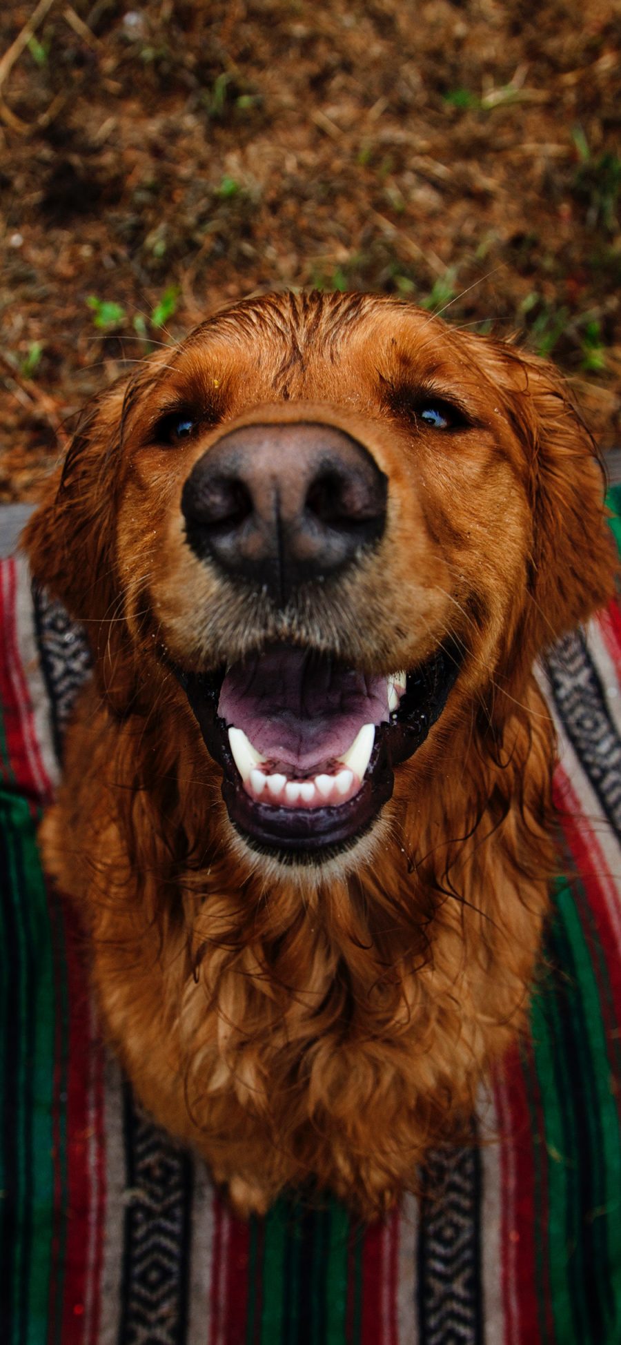 [2436×1125]宠物狗 户外 玩耍 犬类 苹果手机壁纸图片