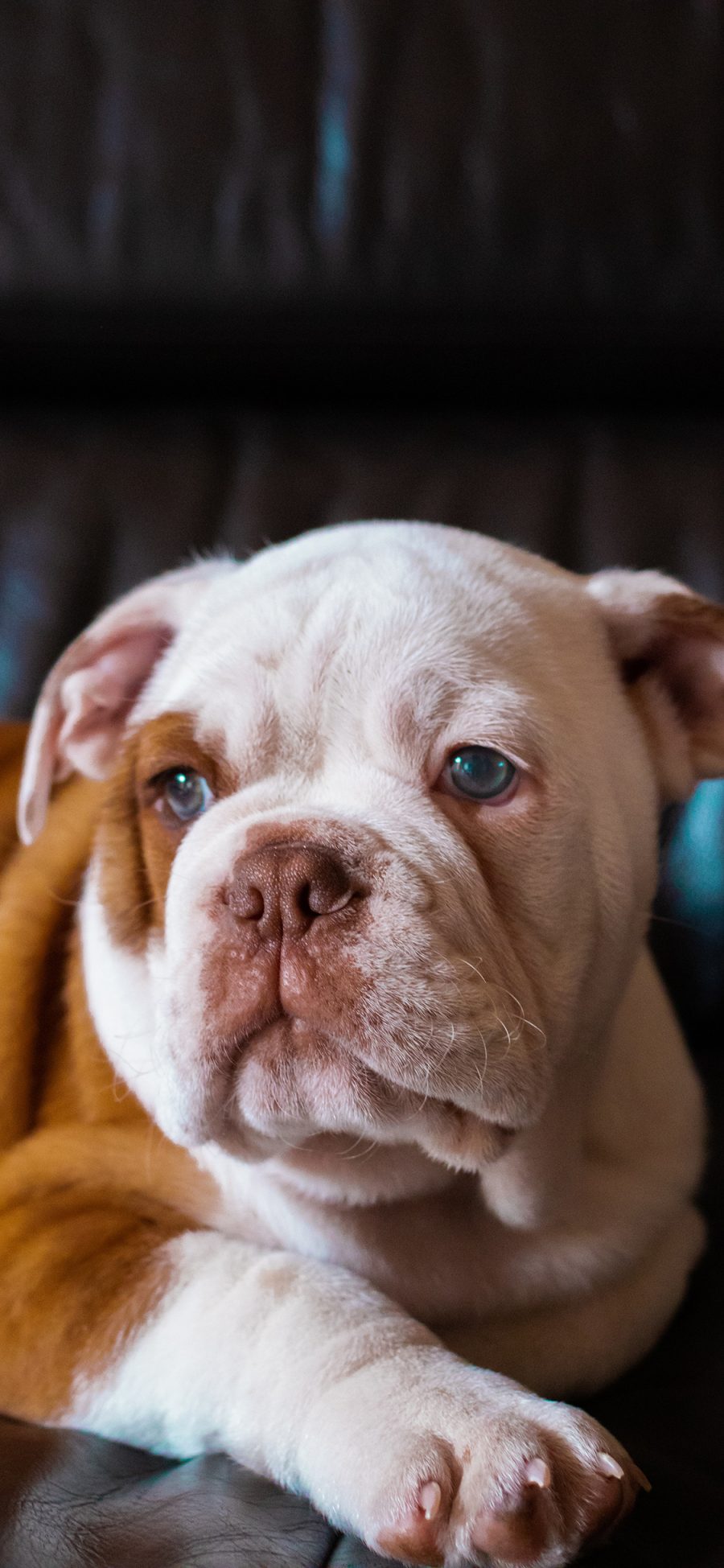 [2436×1125]宠物狗 斗牛犬 呆萌 汪星人 苹果手机壁纸图片