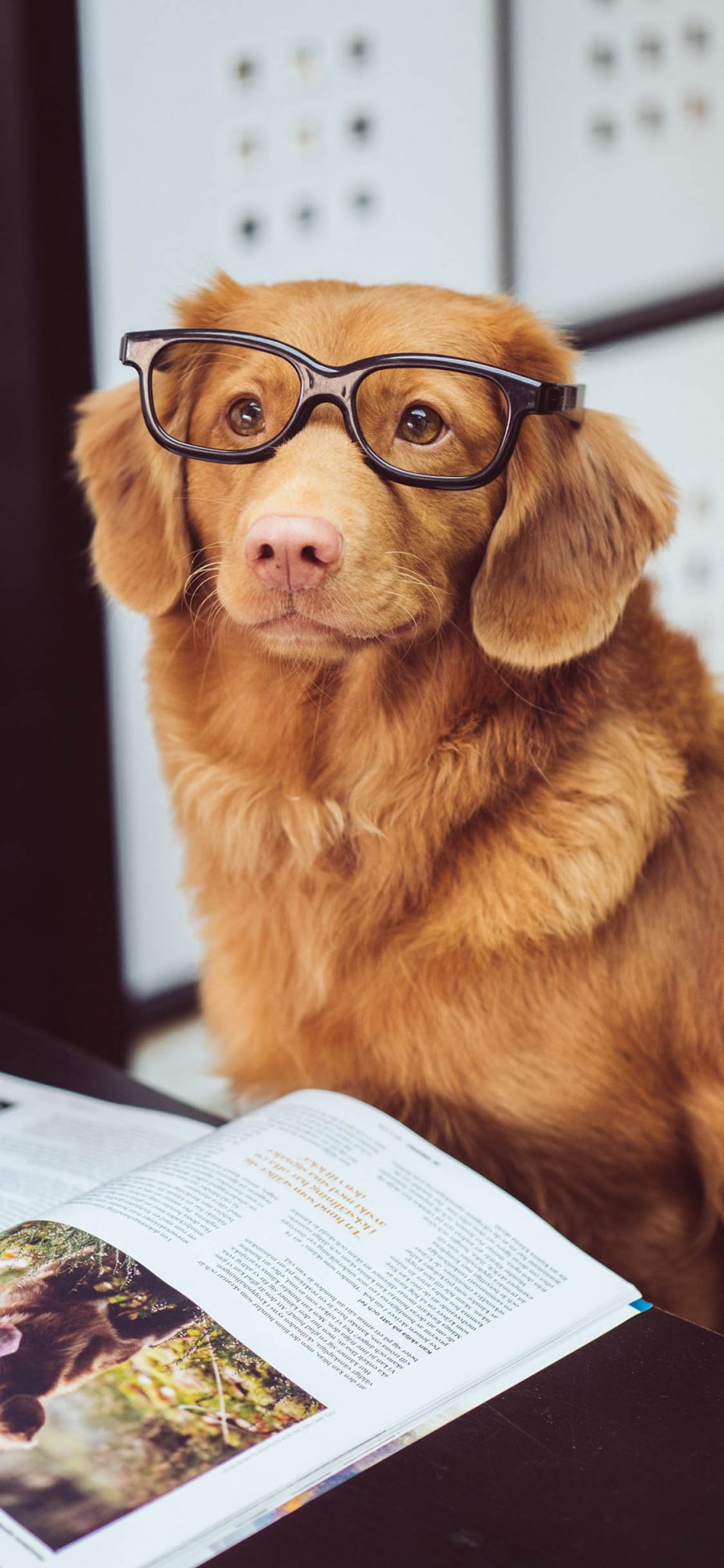 [2436×1125]宠物狗 新斯科舍诱鸭寻回犬 汪星人 眼镜 苹果手机壁纸图片