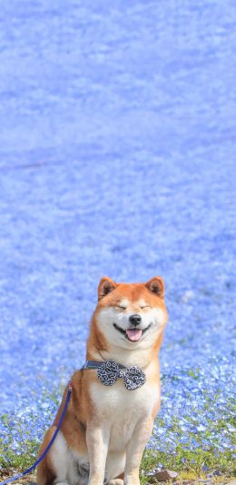 [2436x1125]宠物狗 日本 柴犬 可爱 苹果手机壁纸图片