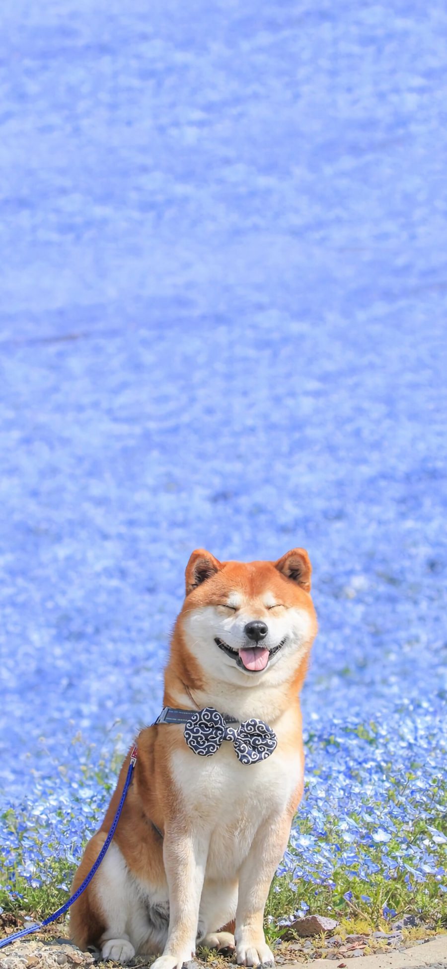 [2436×1125]宠物狗 日本 柴犬 可爱 苹果手机壁纸图片