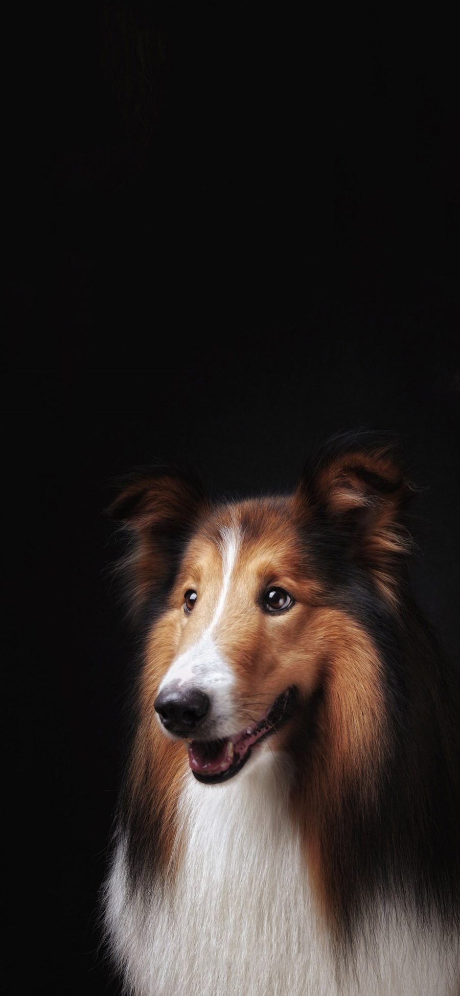 [2436×1125]宠物狗 柯利犬 苏格兰 牧羊犬 苹果手机壁纸图片