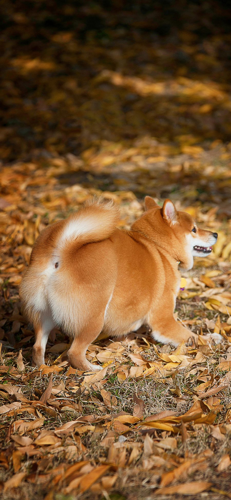 [2436×1125]宠物狗 柴犬 秋田犬 （取自站酷网：超级何某某） 苹果手机壁纸图片