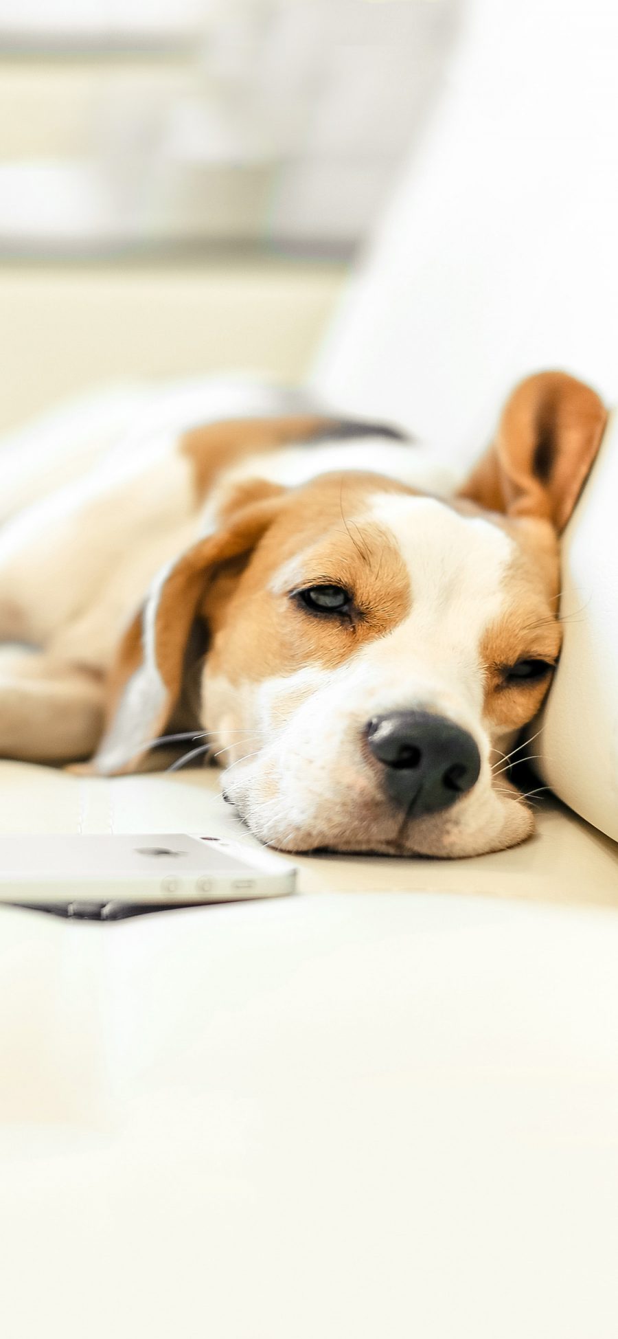 [2436×1125]宠物狗 比格犬 睡觉 可爱 苹果手机壁纸图片