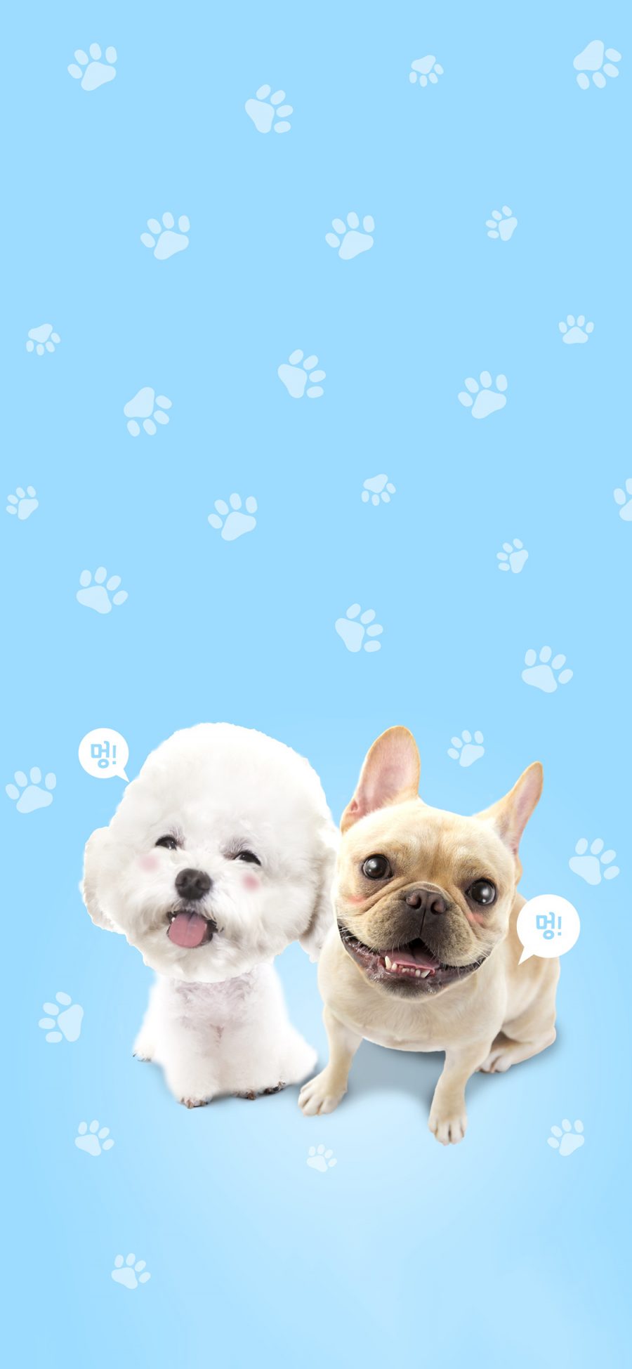 [2436×1125]宠物狗 比熊 斗牛犬 可爱 苹果手机壁纸图片