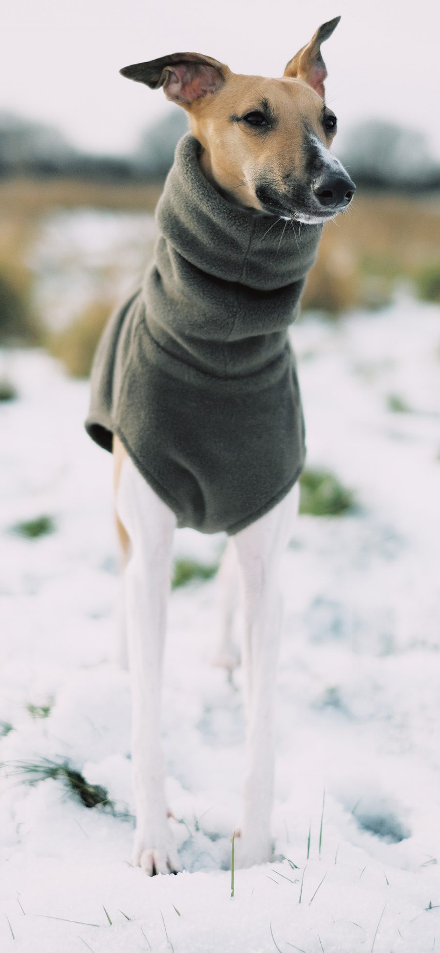 [2436×1125]宠物狗 毛衣 大长腿 雪地 苹果手机壁纸图片