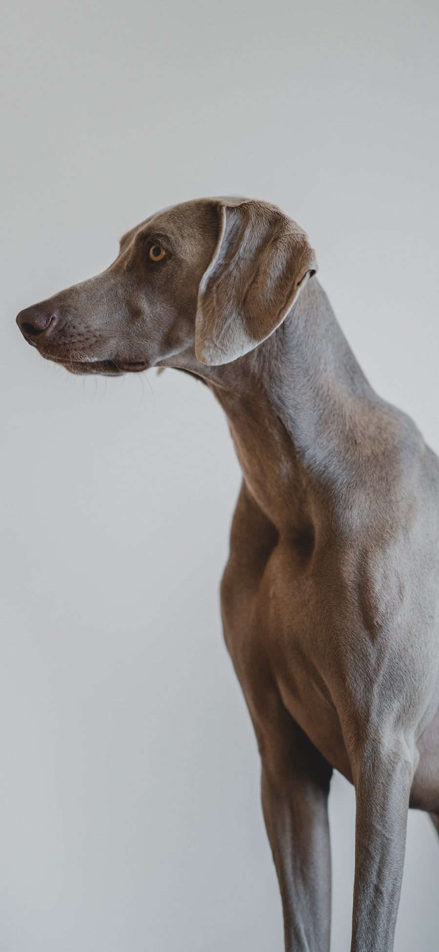 [2436×1125]宠物狗 汪星人 健硕 威玛猎犬 苹果手机壁纸图片