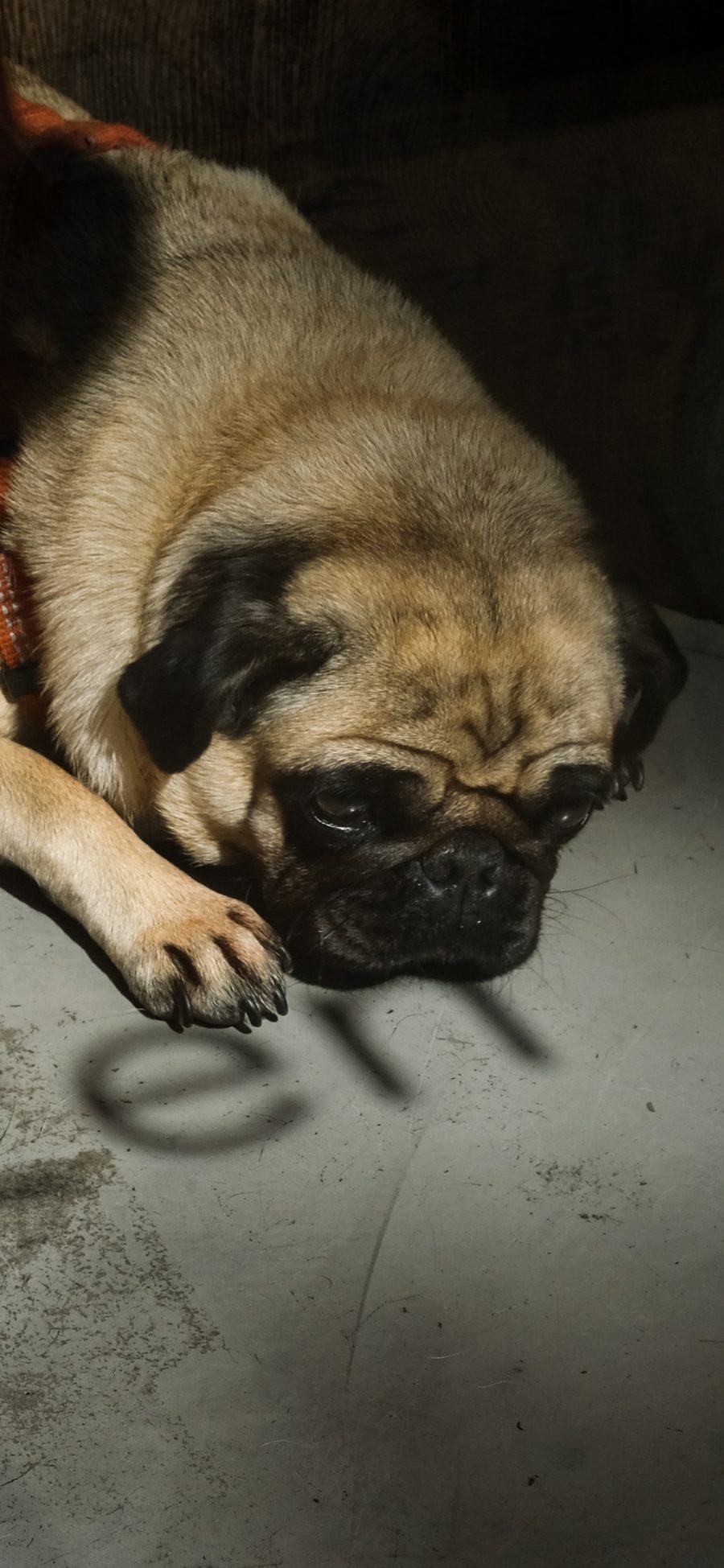 [2436×1125]宠物狗 汪星人 巴哥犬 趴着 苹果手机壁纸图片