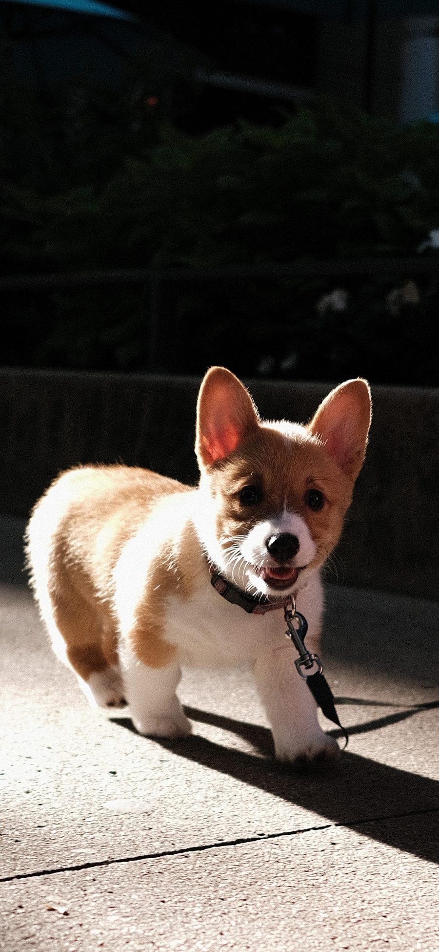 [2436×1125]宠物狗 汪星人 幼崽 柯基犬 苹果手机壁纸图片