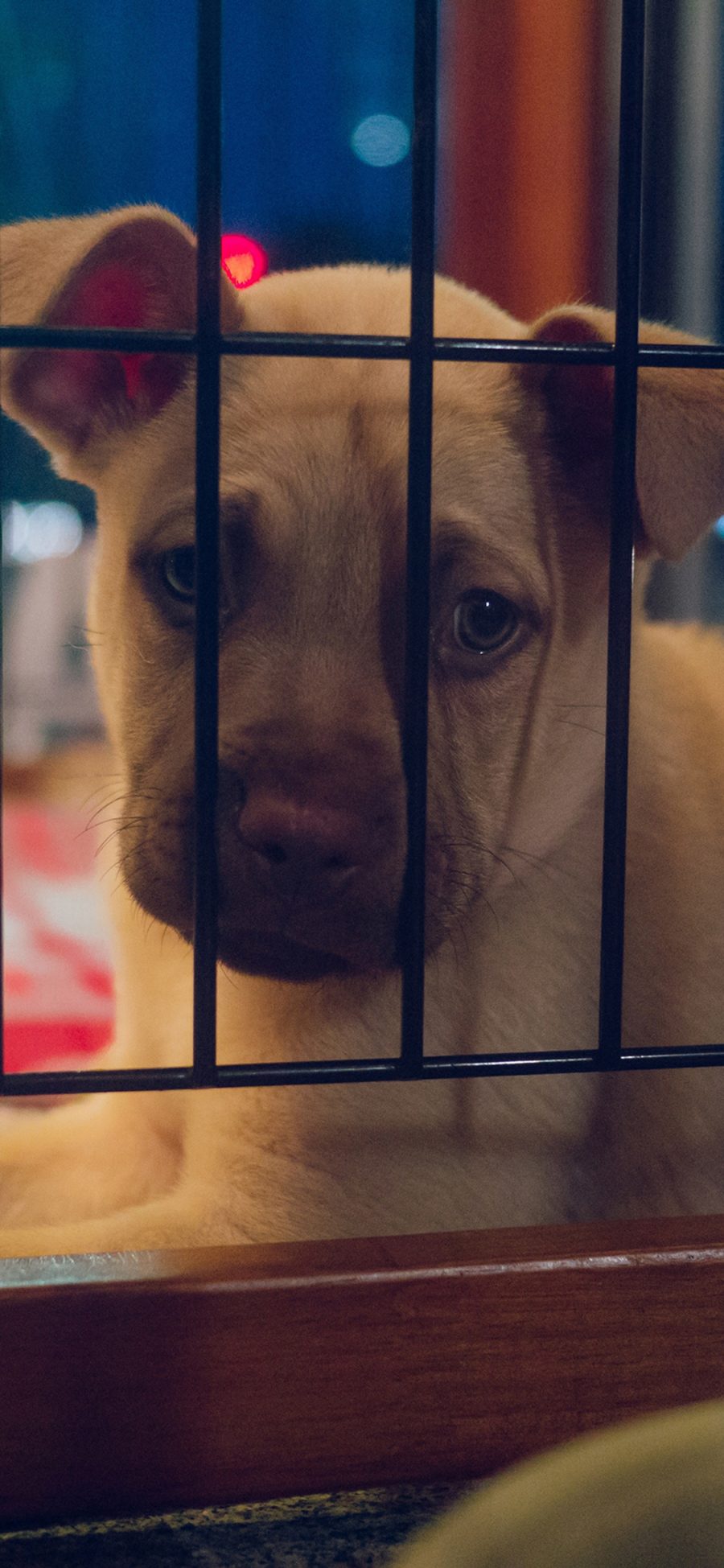 [2436×1125]宠物狗 汪星人 幼犬 笼子 苹果手机壁纸图片