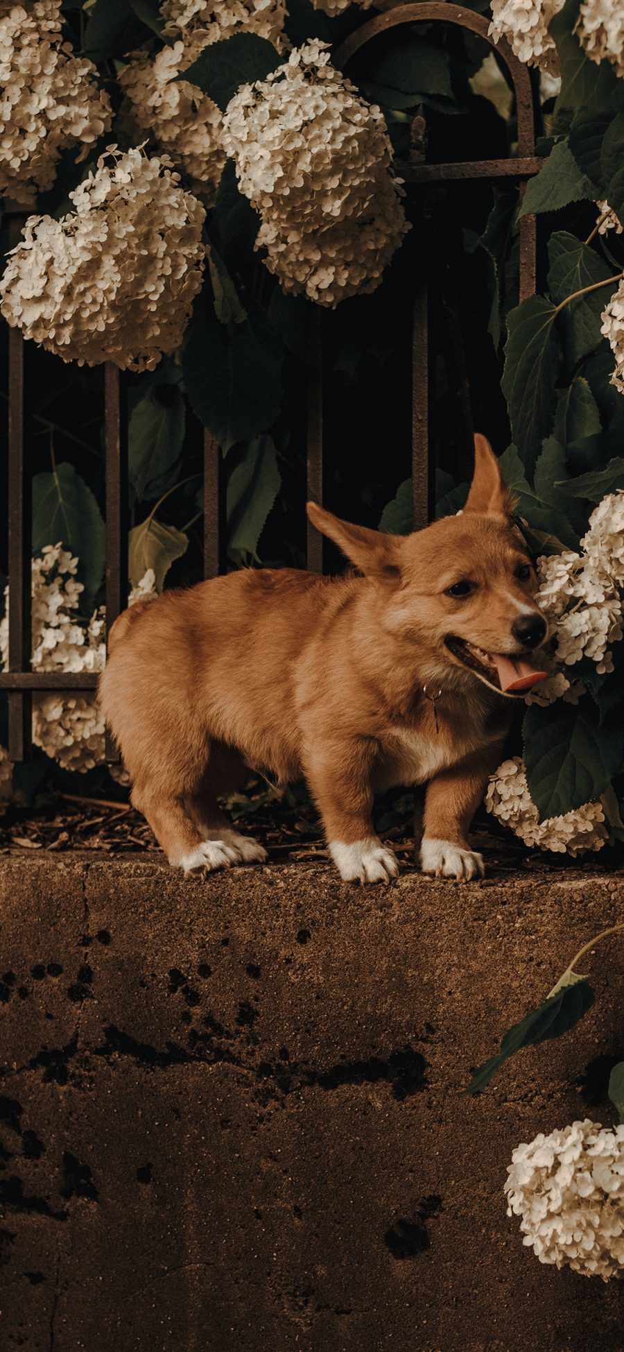 [2436×1125]宠物狗 汪星人 柯基犬 绣球花 苹果手机壁纸图片