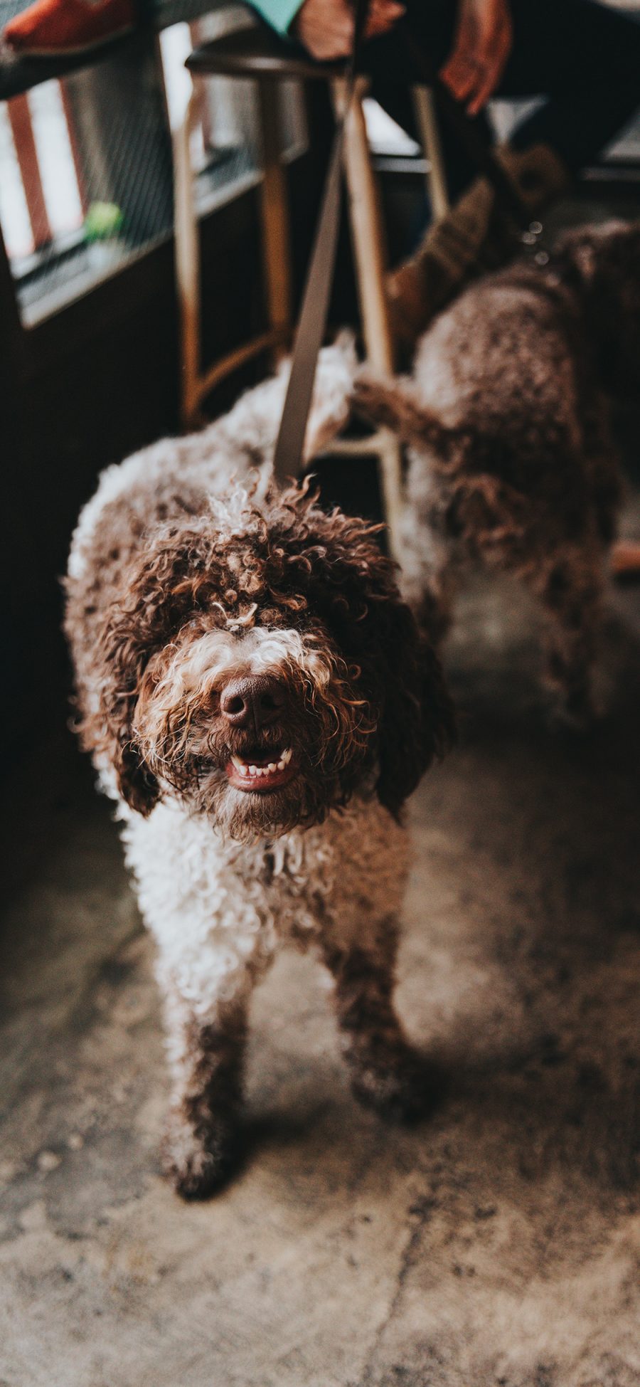 [2436×1125]宠物狗 汪星人 泰迪犬 苹果手机壁纸图片