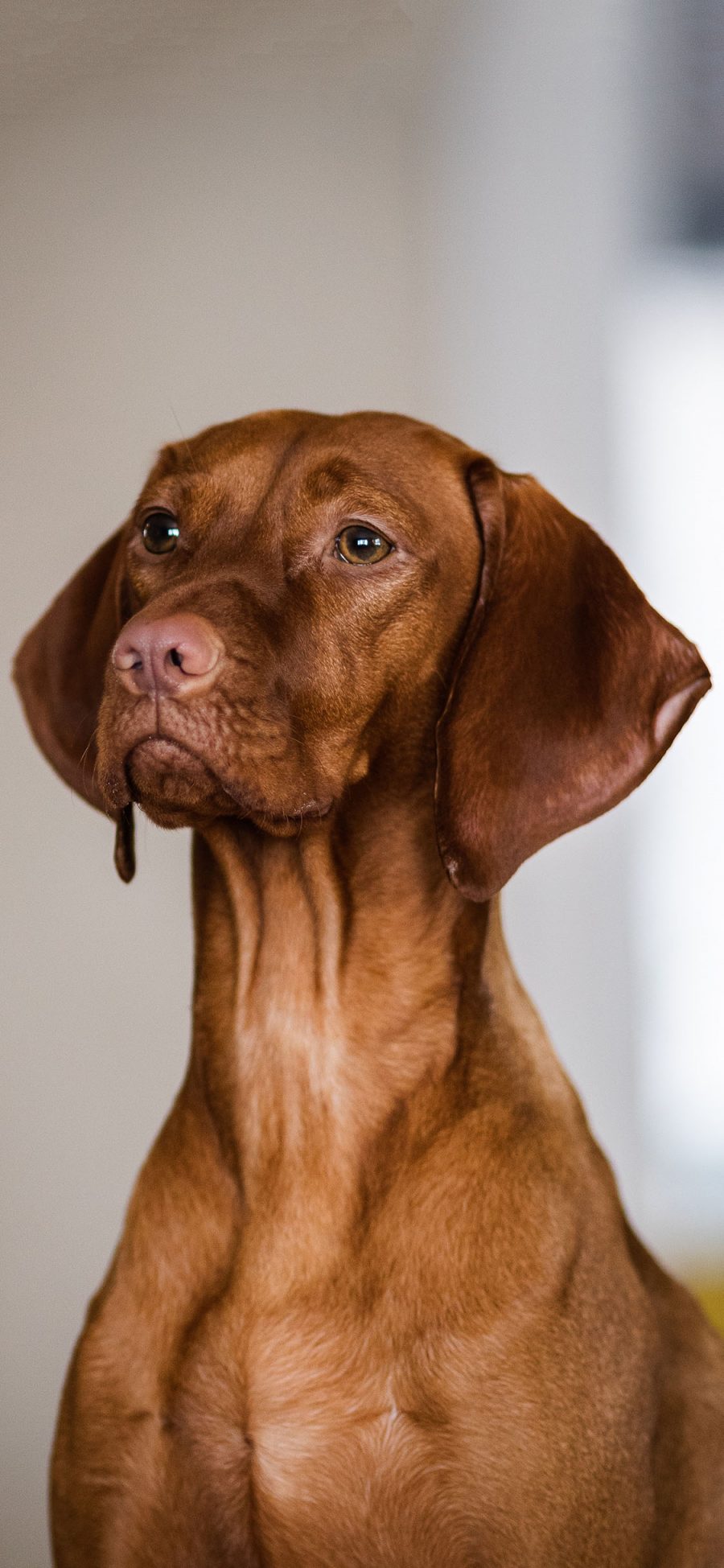 [2436×1125]宠物狗 汪星人 猎犬 狗狗 苹果手机壁纸图片