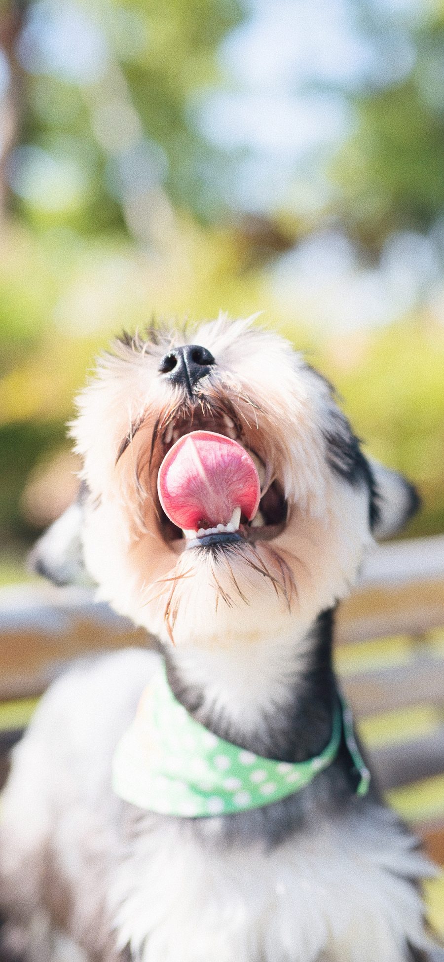 [2436×1125]宠物狗 汪星人 舌头 可爱 苹果手机壁纸图片