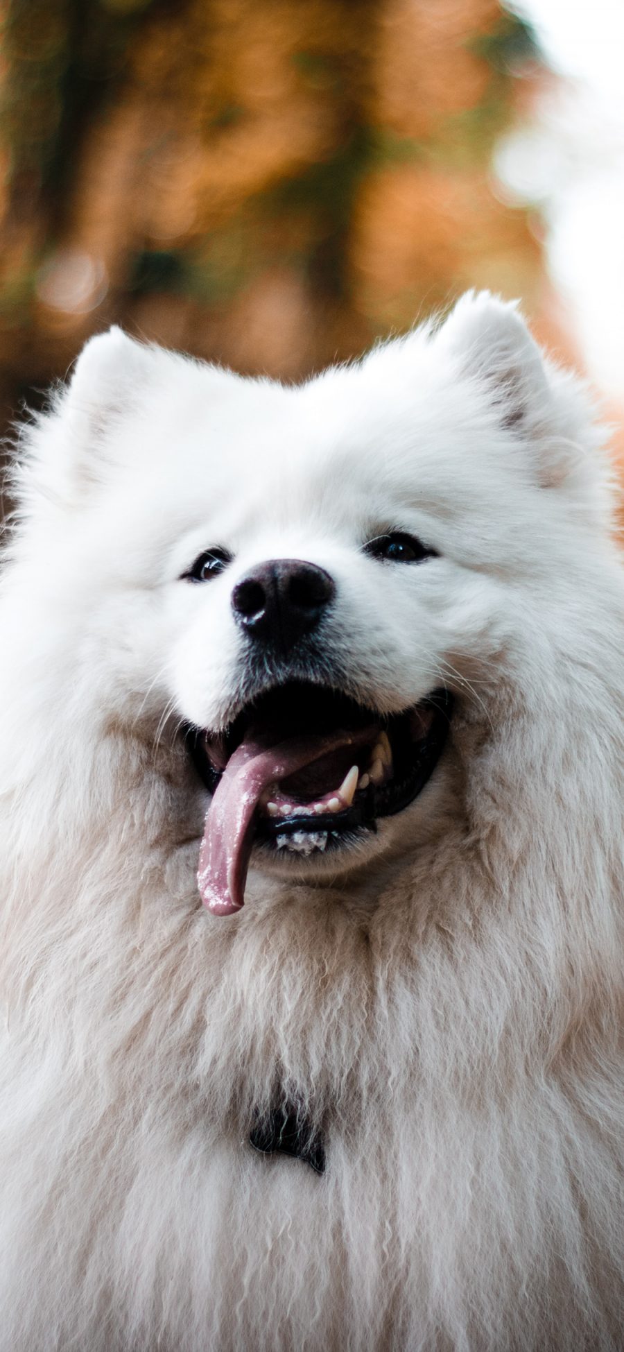 [2436×1125]宠物狗 汪星人 萨摩耶 白色 微笑天使 苹果手机壁纸图片