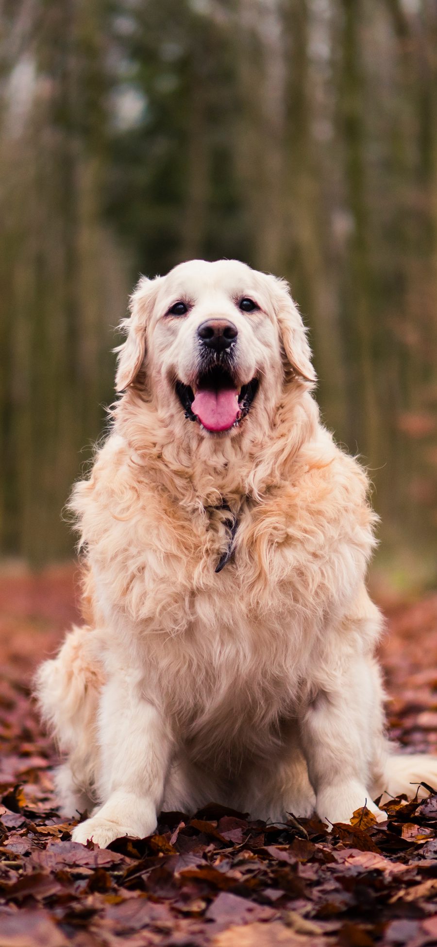 [2436×1125]宠物狗 汪星人 金毛犬 可爱 苹果手机壁纸图片